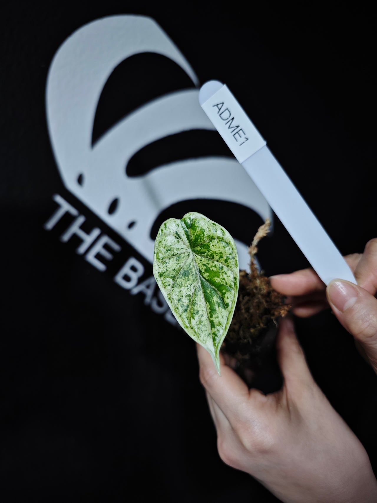 Alocasia Dragon Scale Mint - thebasements.com