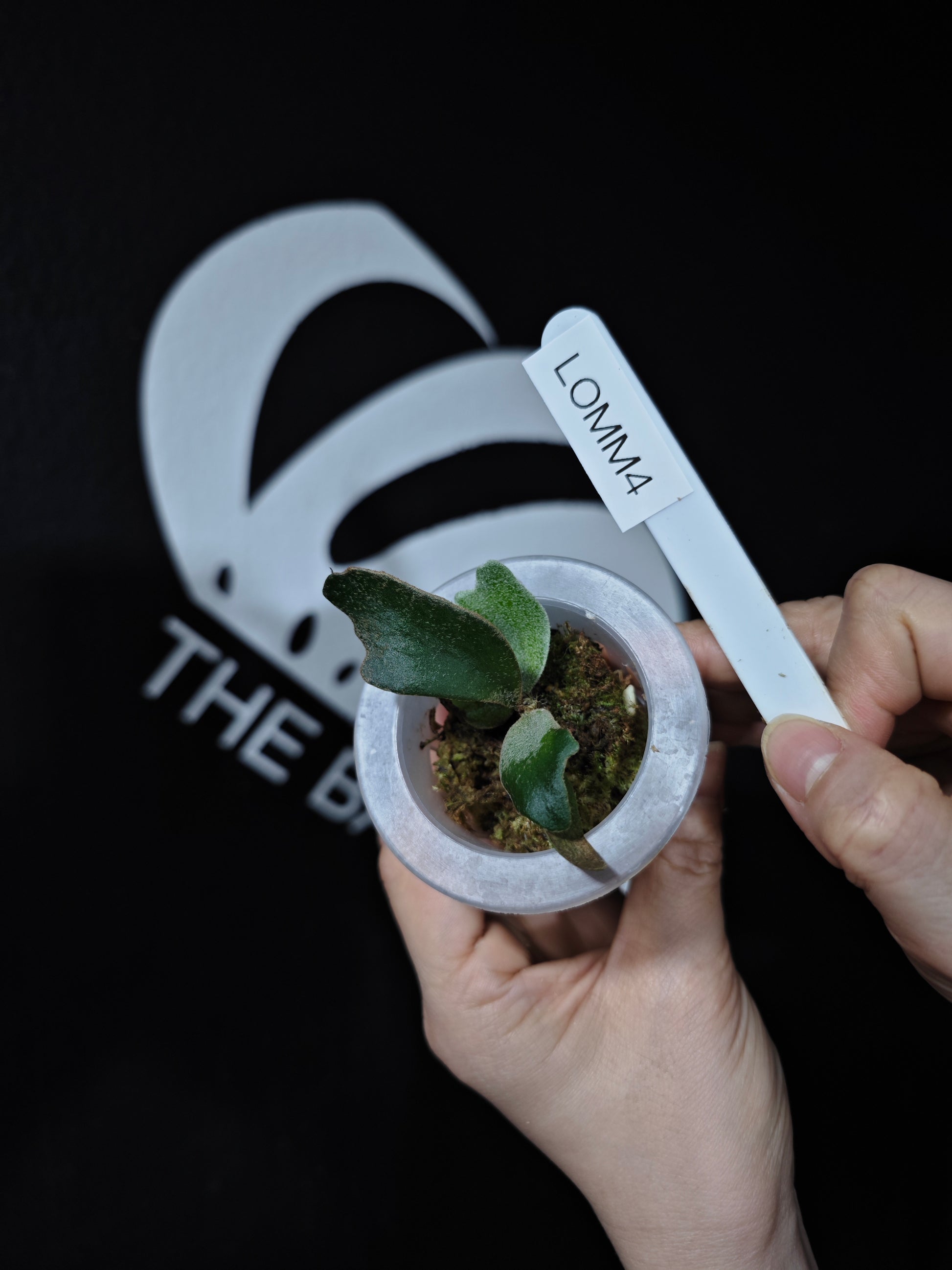 Platycerium Willinckii Dwarf “OMG” Sporeling - thebasements.com