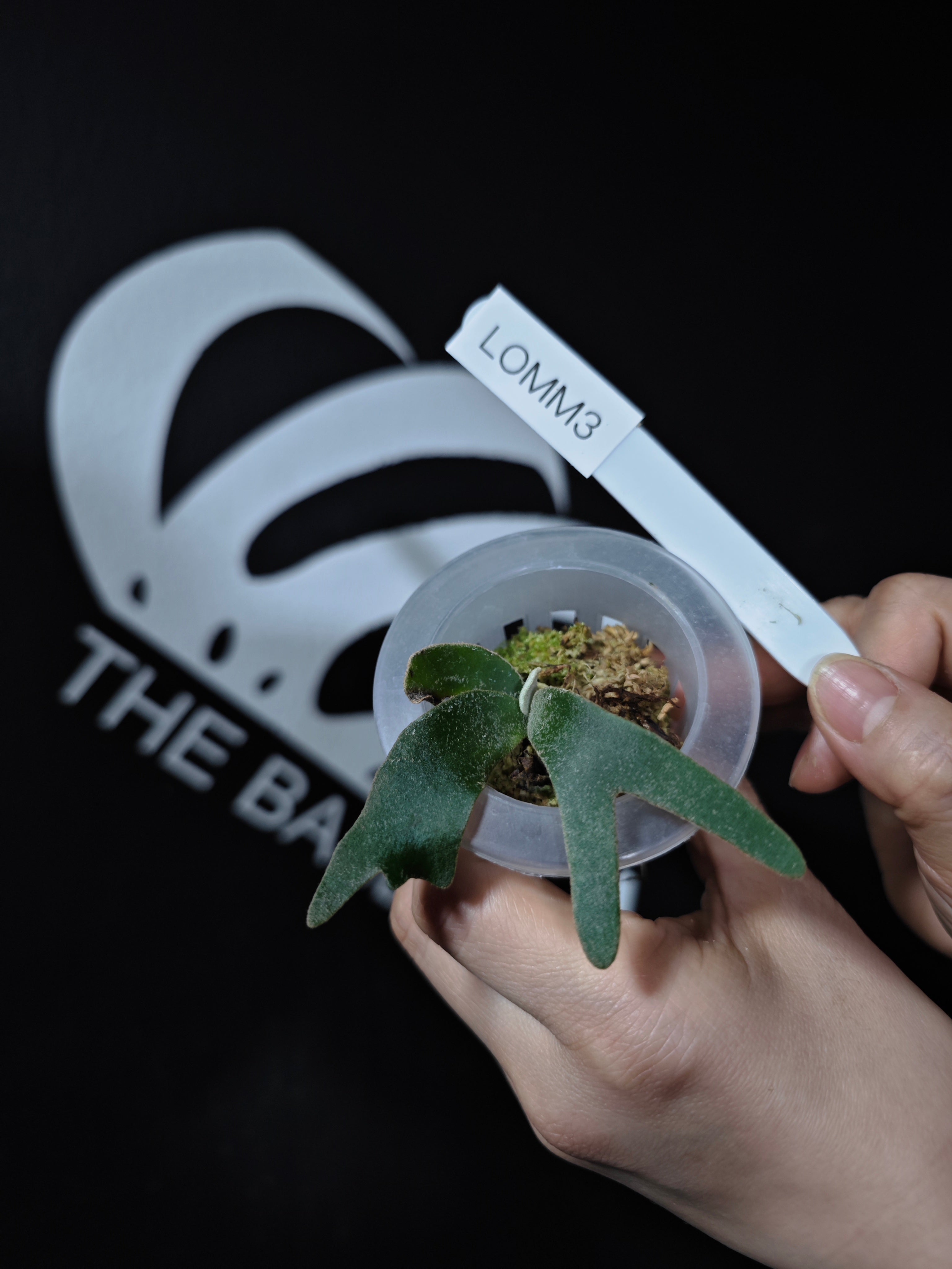 Platycerium Willinckii Dwarf “OMG” Sporeling - thebasements.com