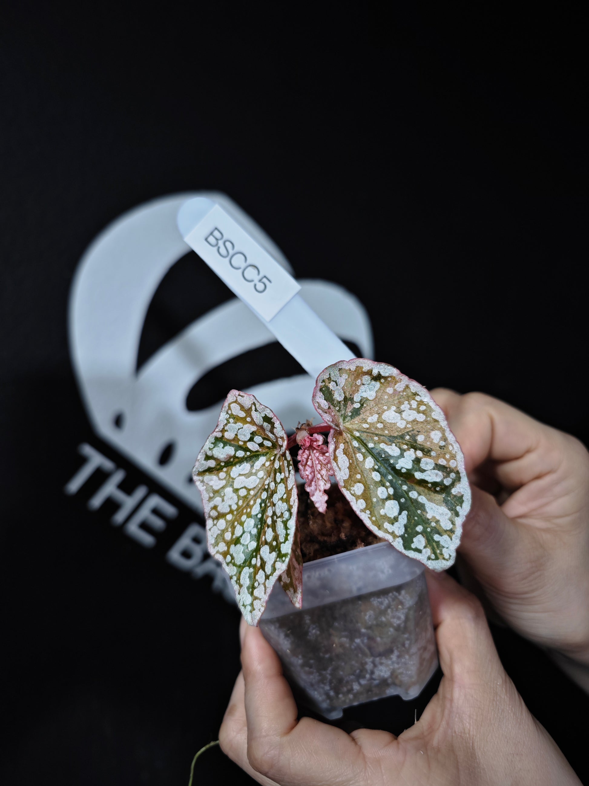 Begonia Snow Capped Variegated - thebasements.com