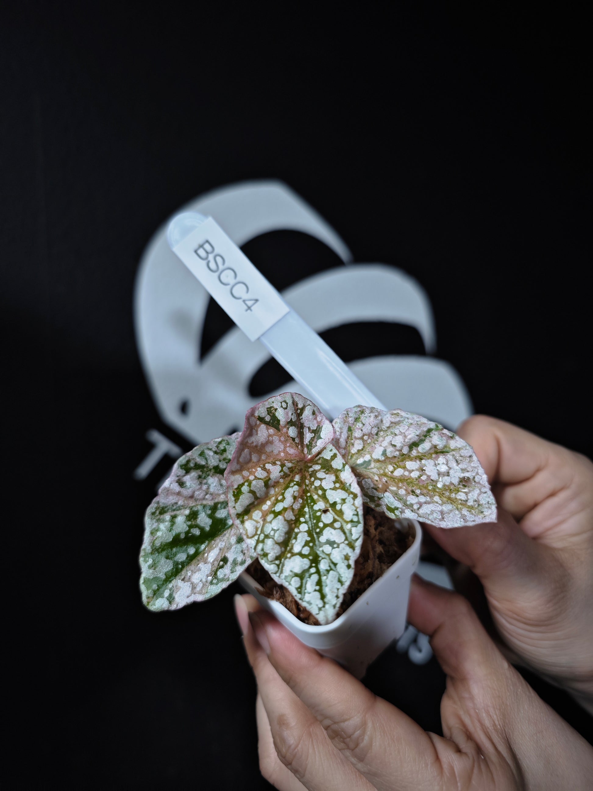 Begonia Snow Capped Variegated - thebasements.com