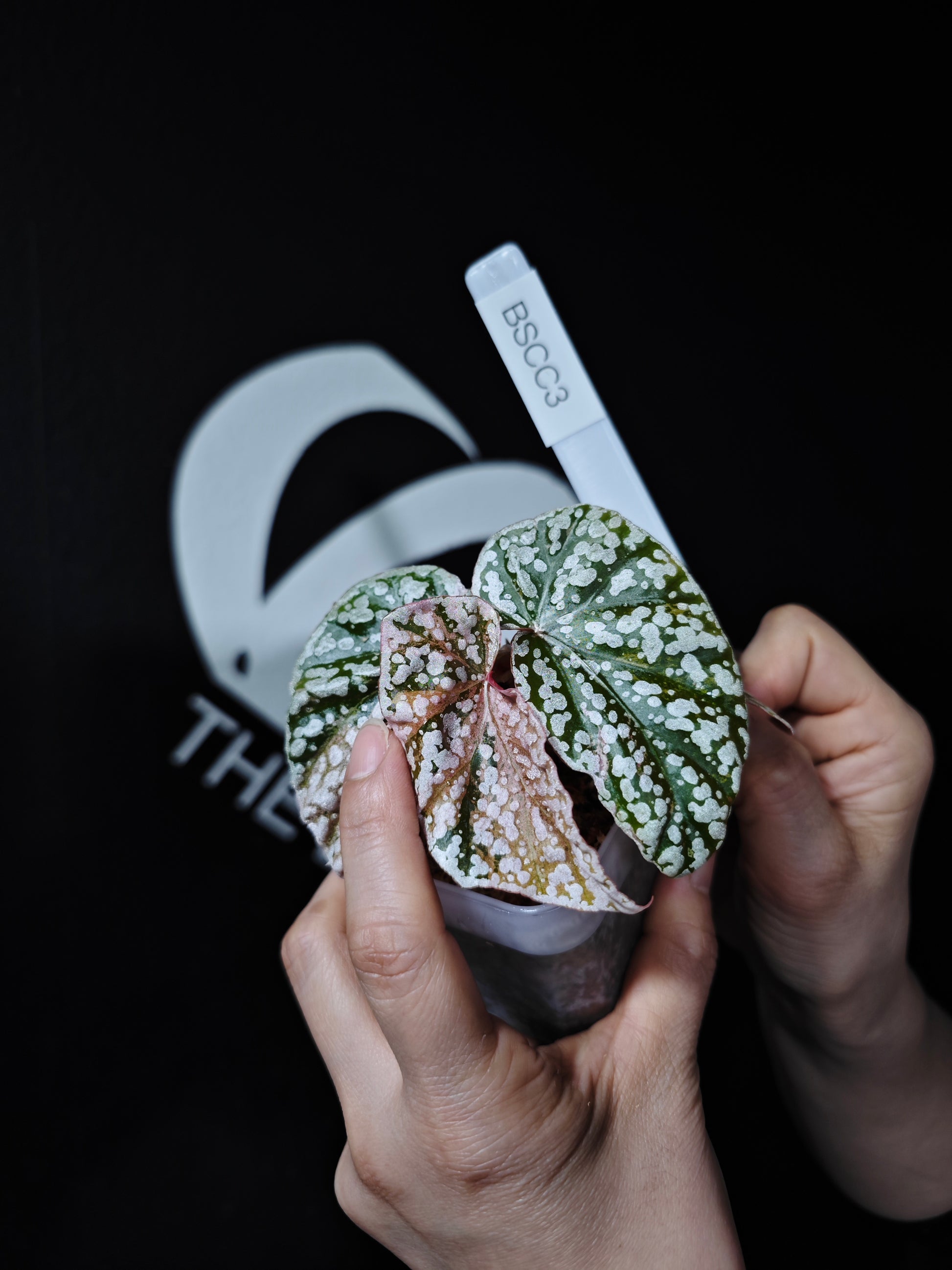 Begonia Snow Capped Variegated - thebasements.com