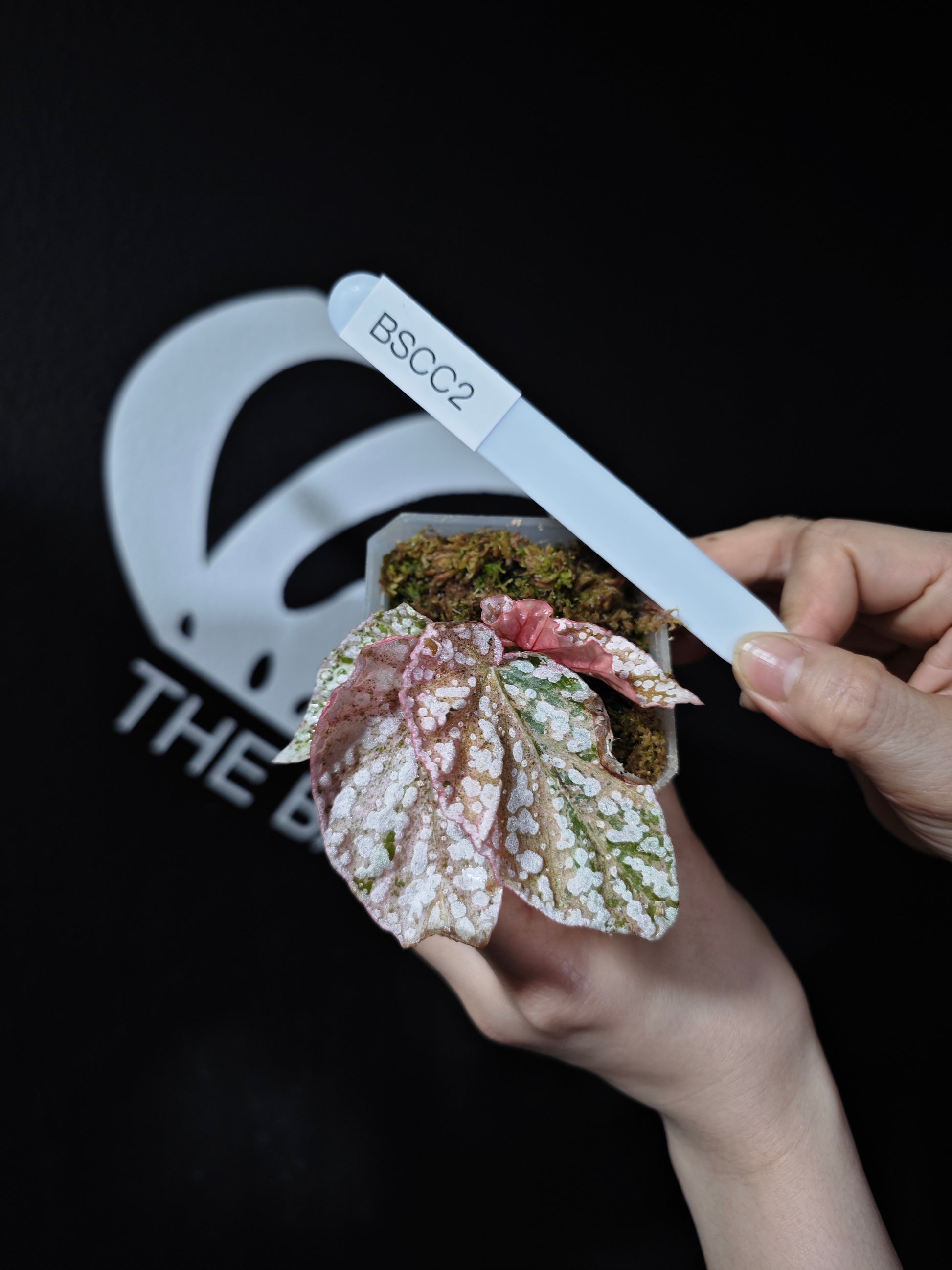 Begonia Snow Capped Variegated - thebasements.com