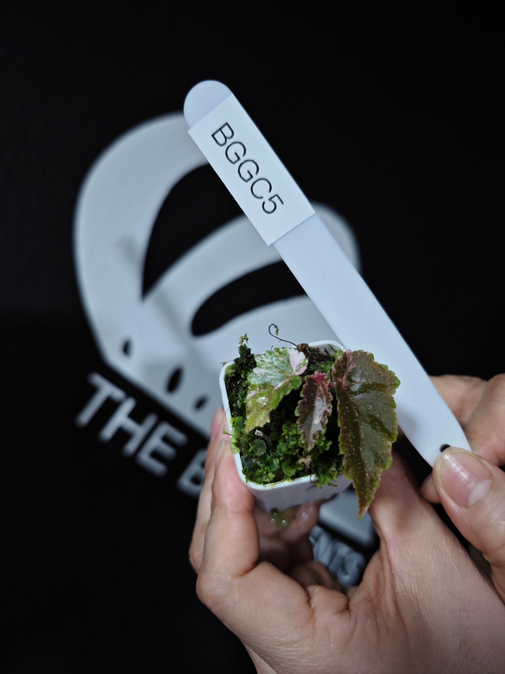 Begonia Ginny Galaxy - thebasements.com