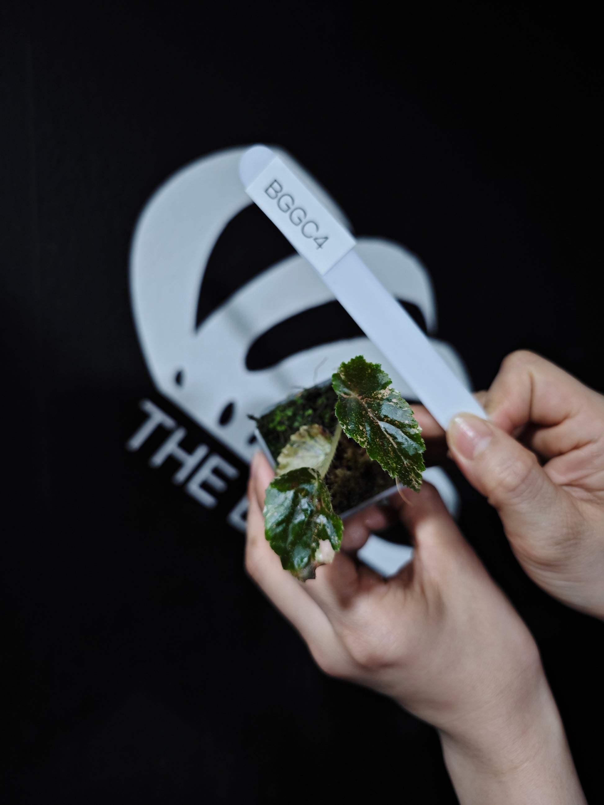 Begonia Ginny Galaxy - thebasements.com