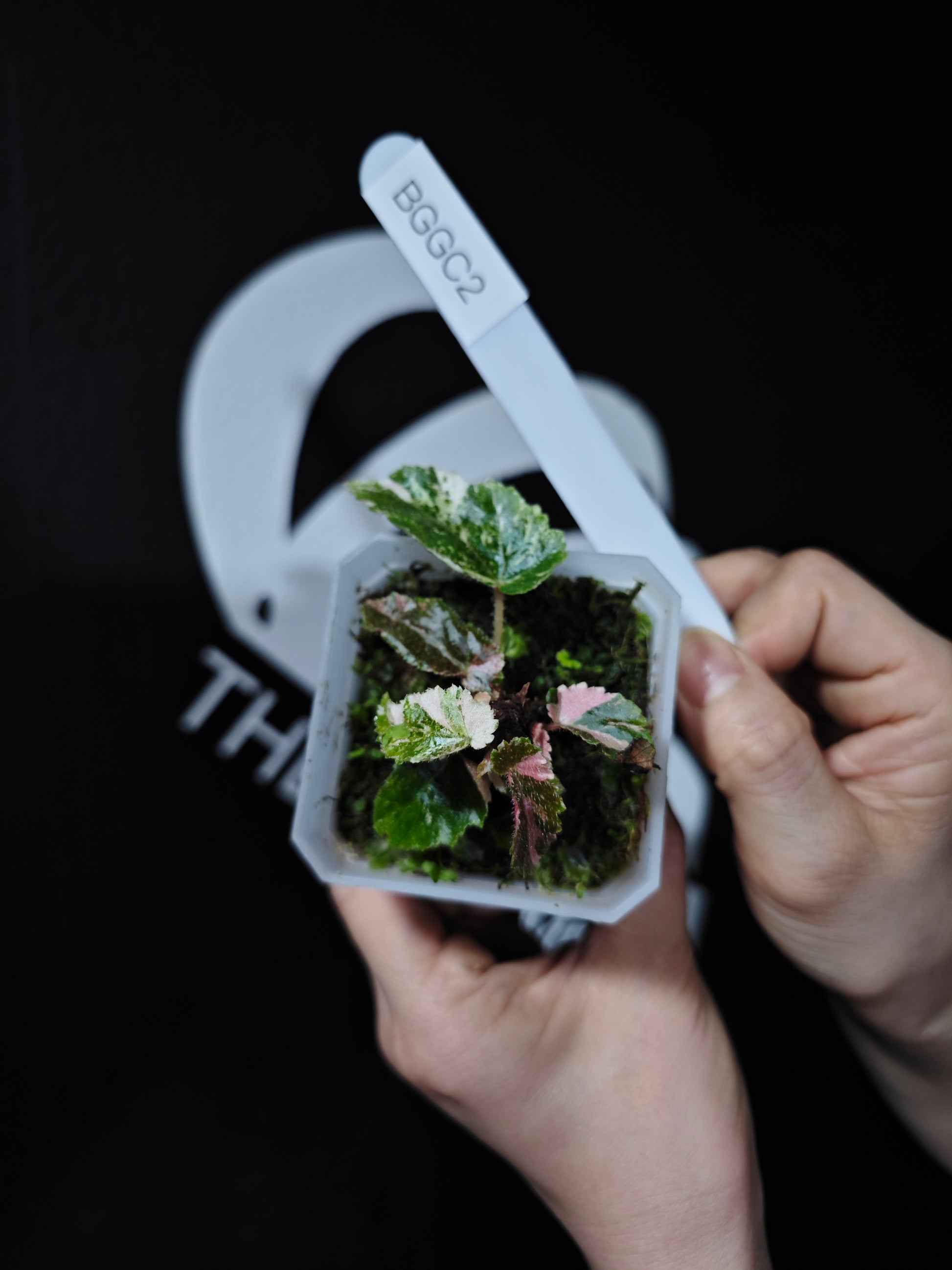 Begonia Ginny Galaxy - thebasements.com