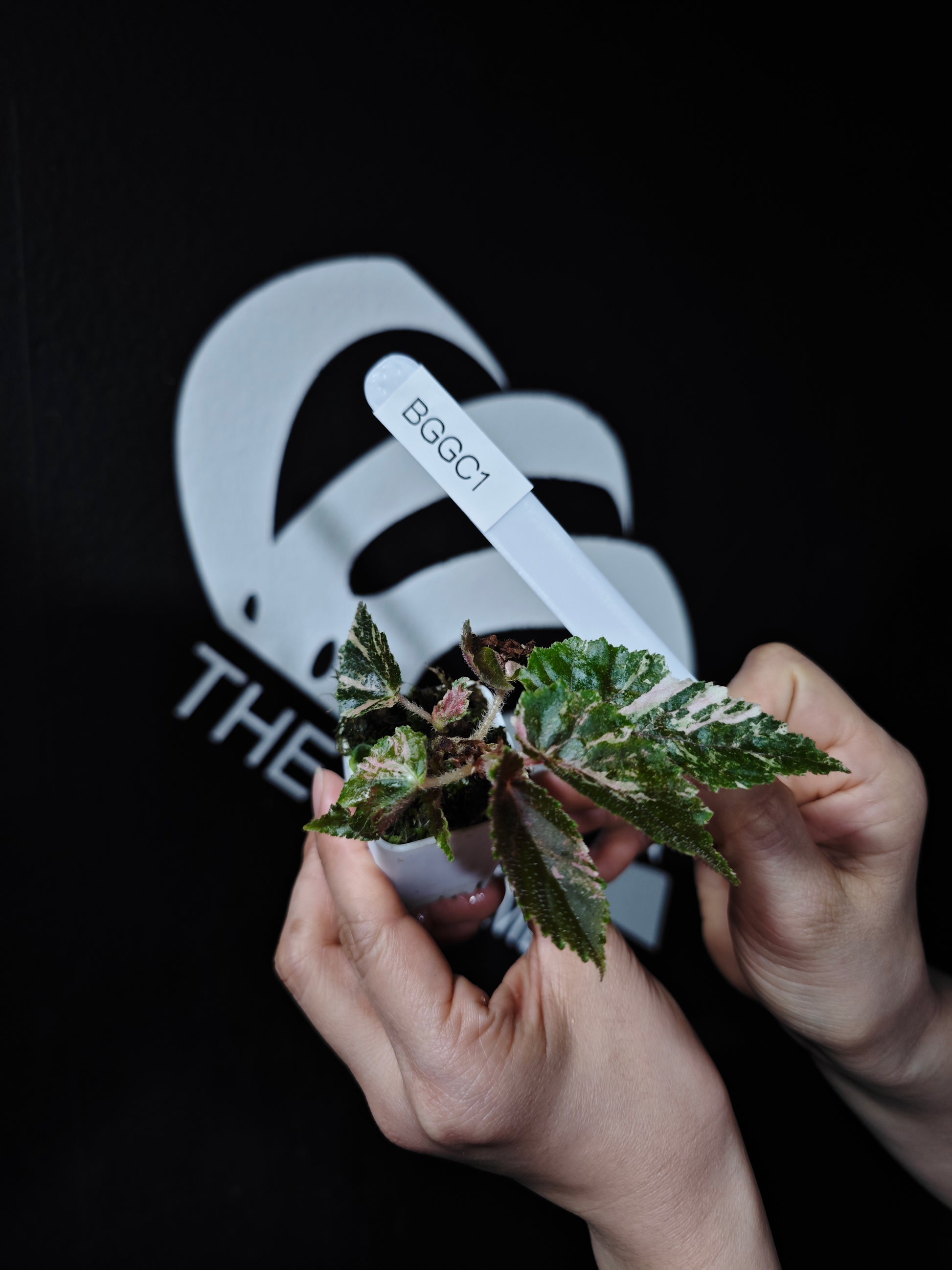 Begonia Ginny Galaxy - thebasements.com