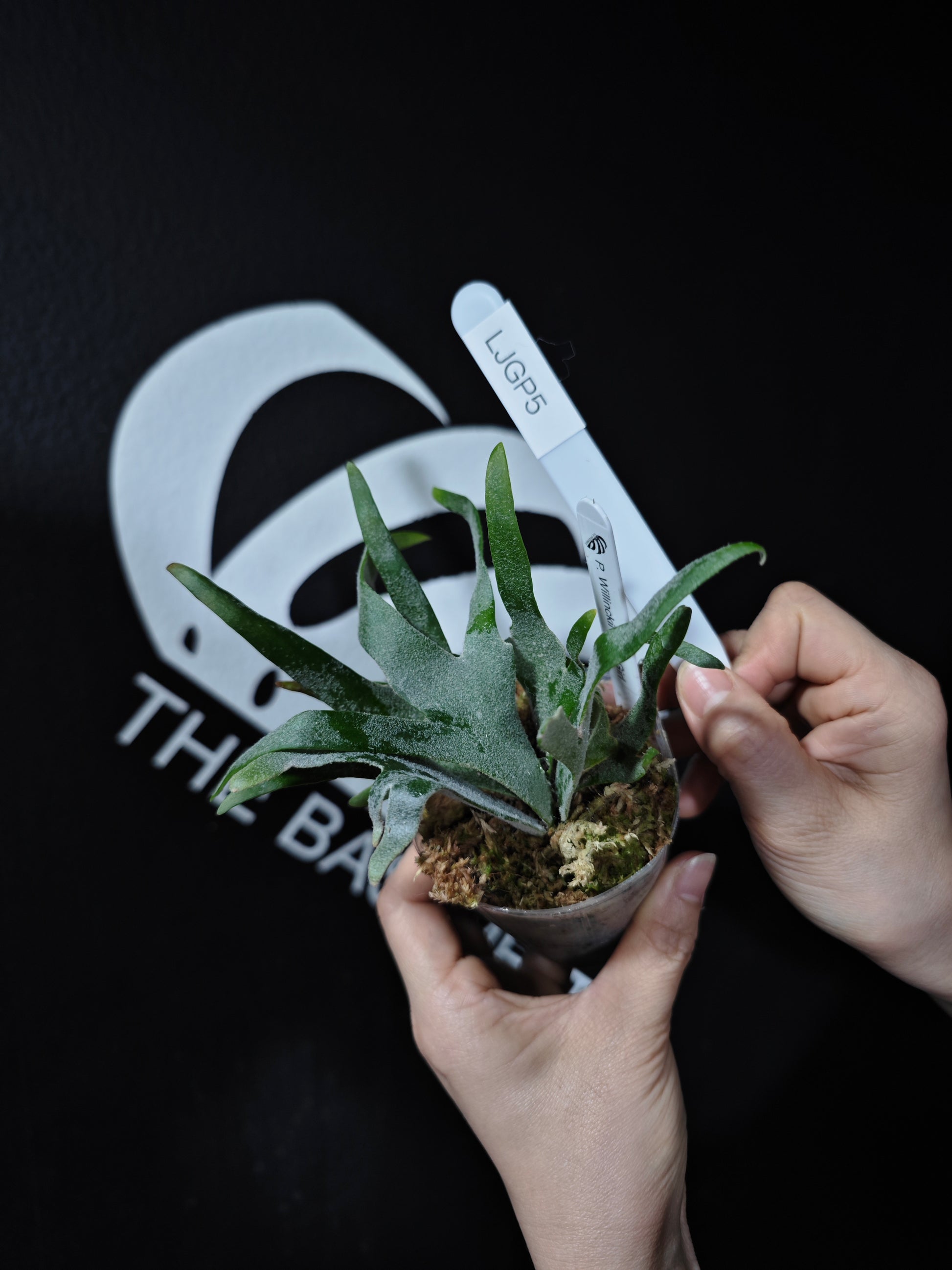 Platycerium Willinckii Dwarf “Jade Gril” Sporeling - thebasements.com