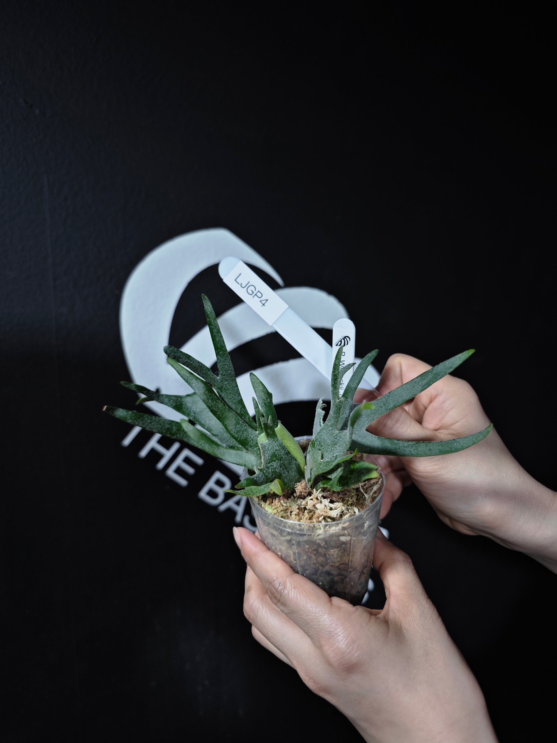 Platycerium Willinckii Dwarf “Jade Gril” Sporeling - thebasements.com