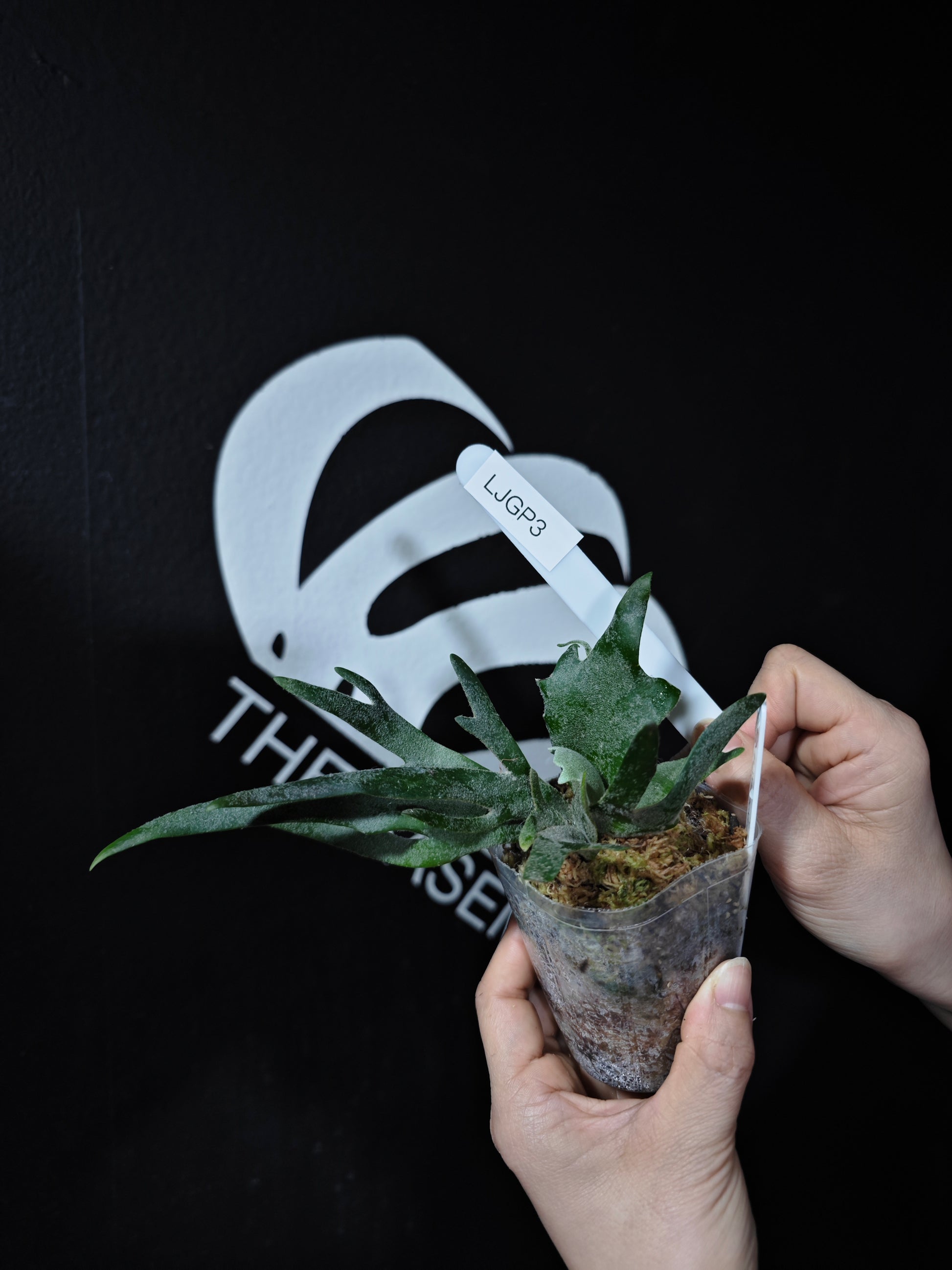 Platycerium Willinckii Dwarf “Jade Gril” Sporeling - thebasements.com