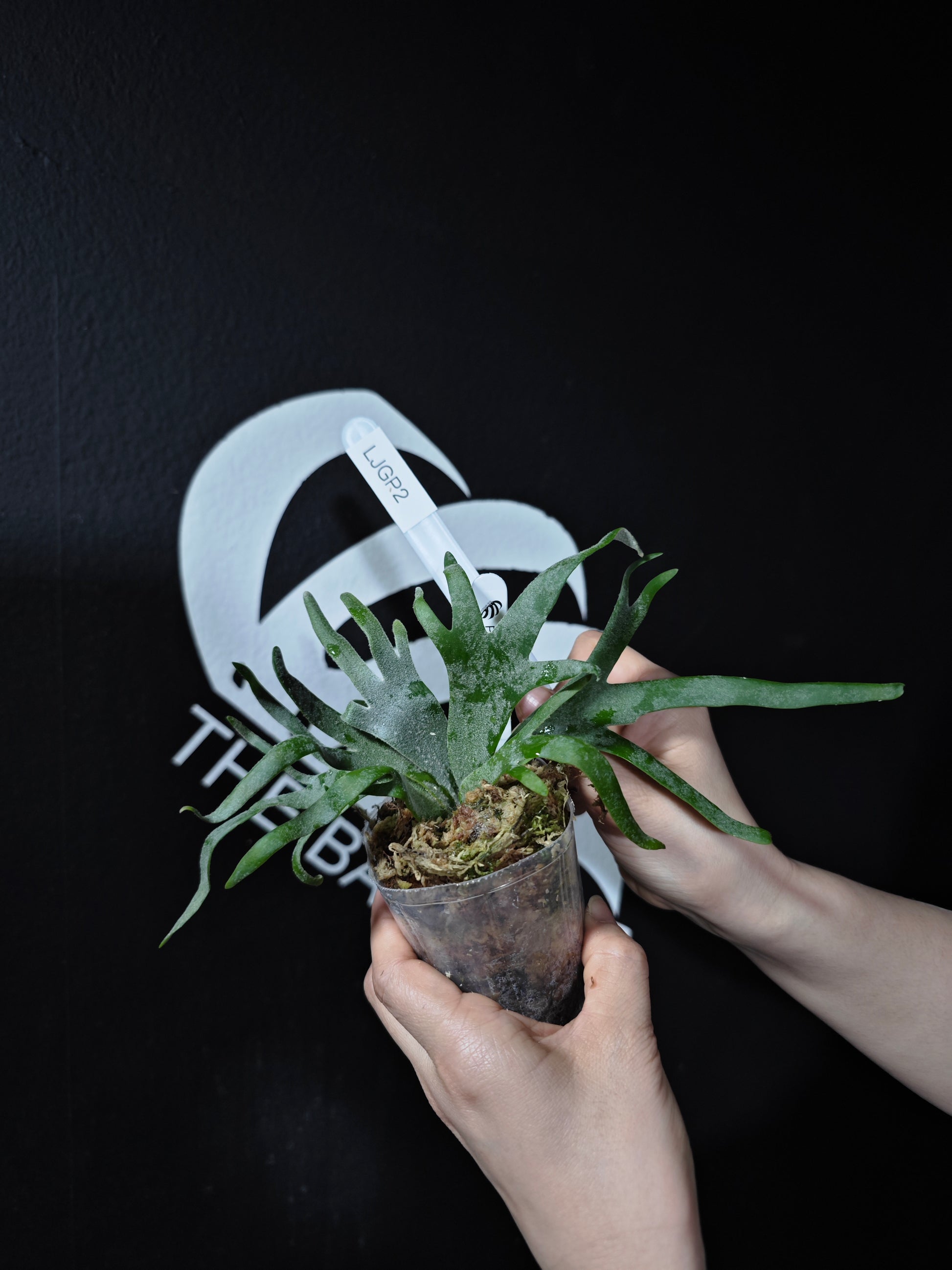 Platycerium Willinckii Dwarf “Jade Gril” Sporeling - thebasements.com