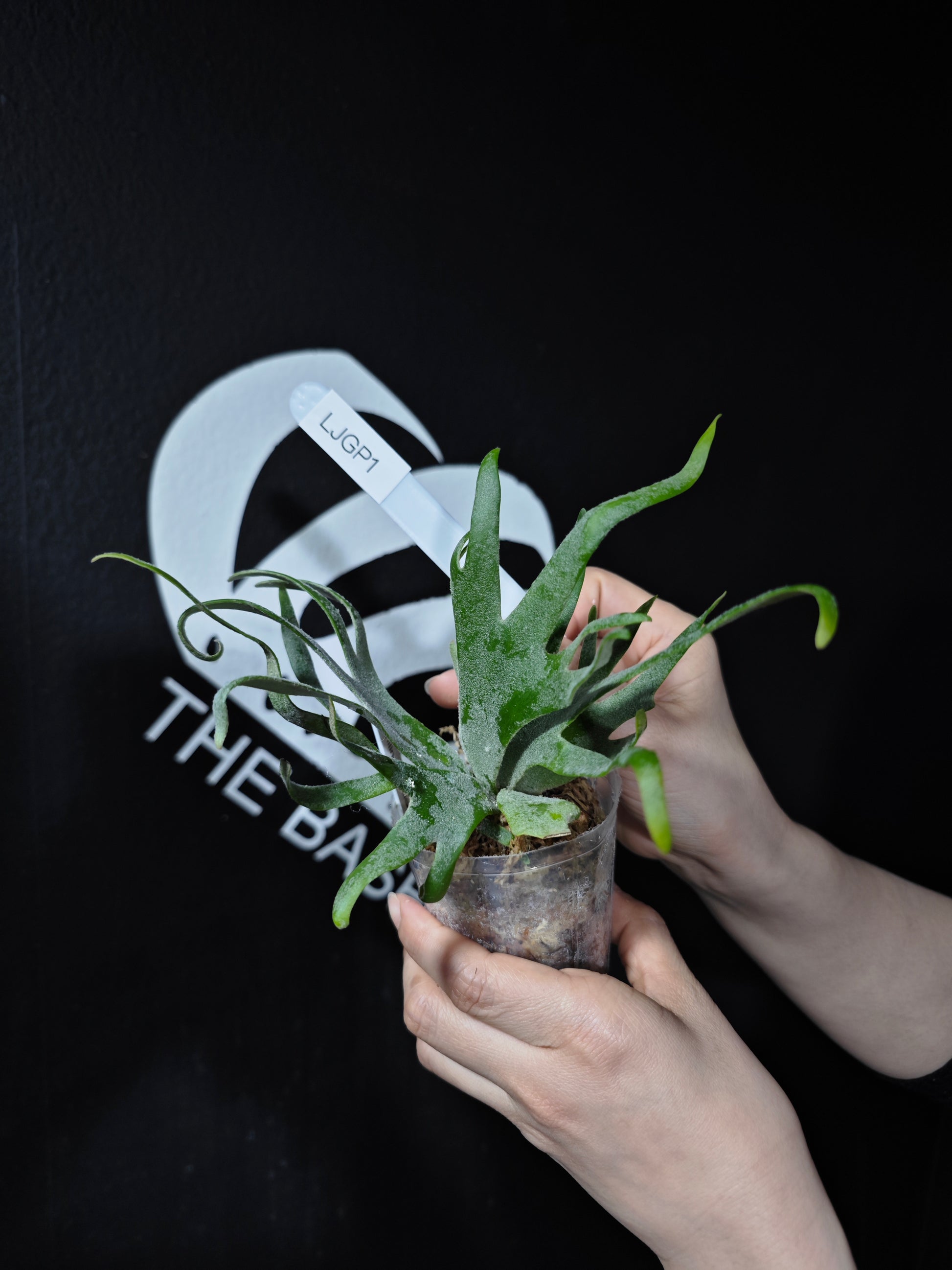 Platycerium Willinckii Dwarf “Jade Gril” Sporeling - thebasements.com