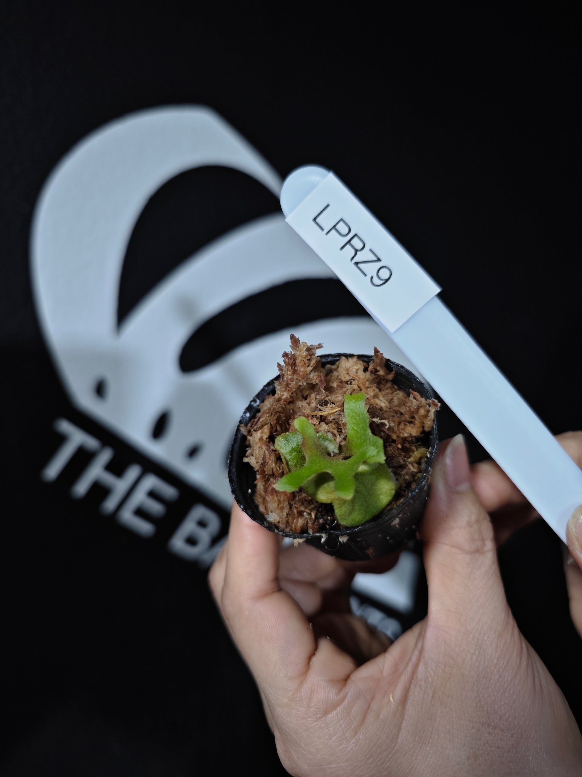 Platycerium Ridleyi Dwarf - thebasements.com