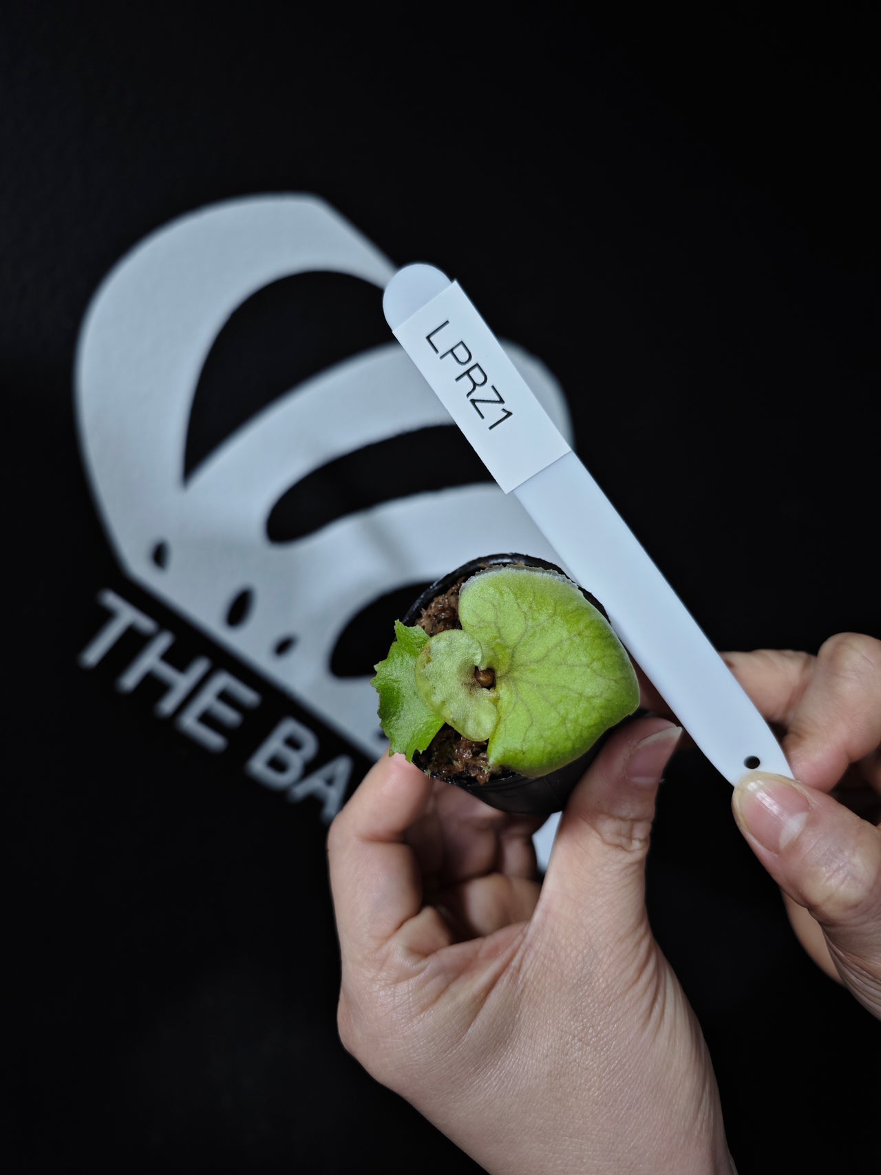 Platycerium Ridleyi Dwarf