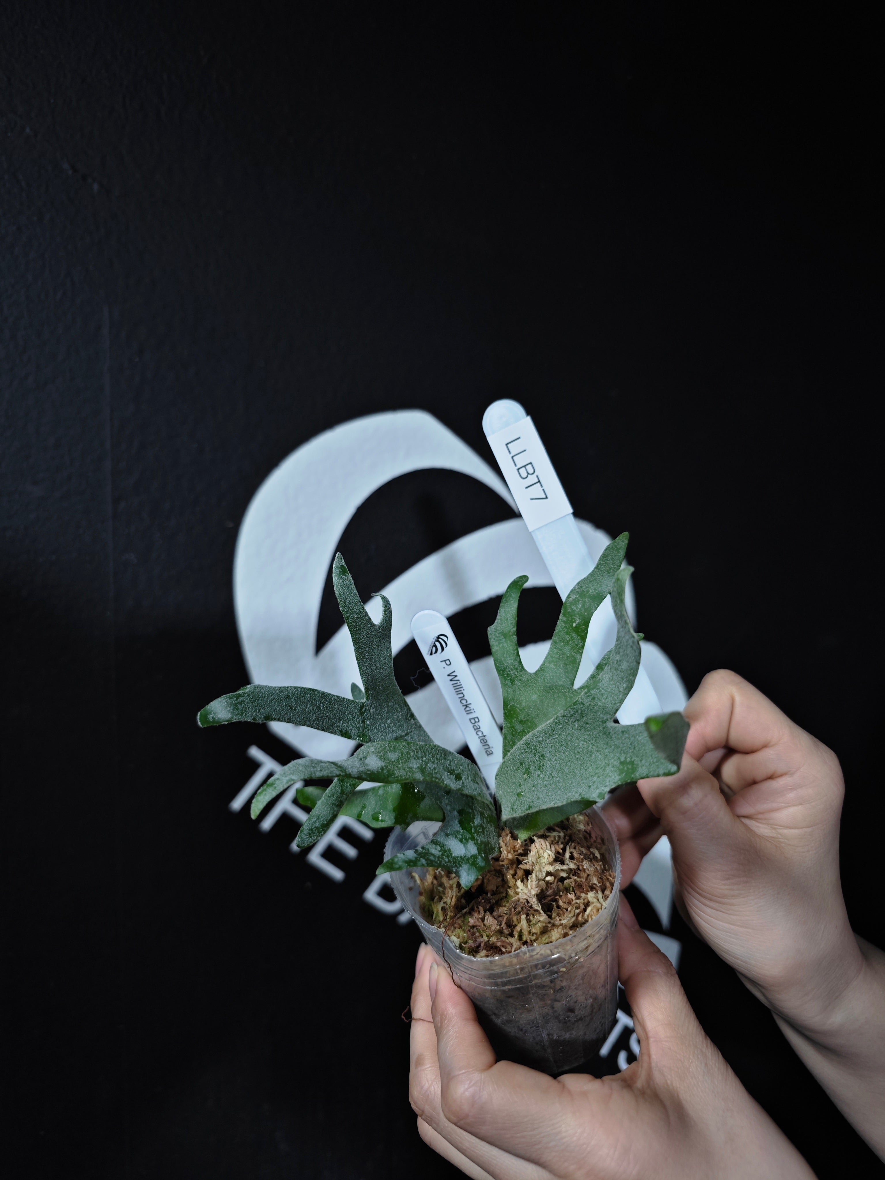 Platycerium Willinckii Dwarf “Bacteria” Sporeling - thebasements.com