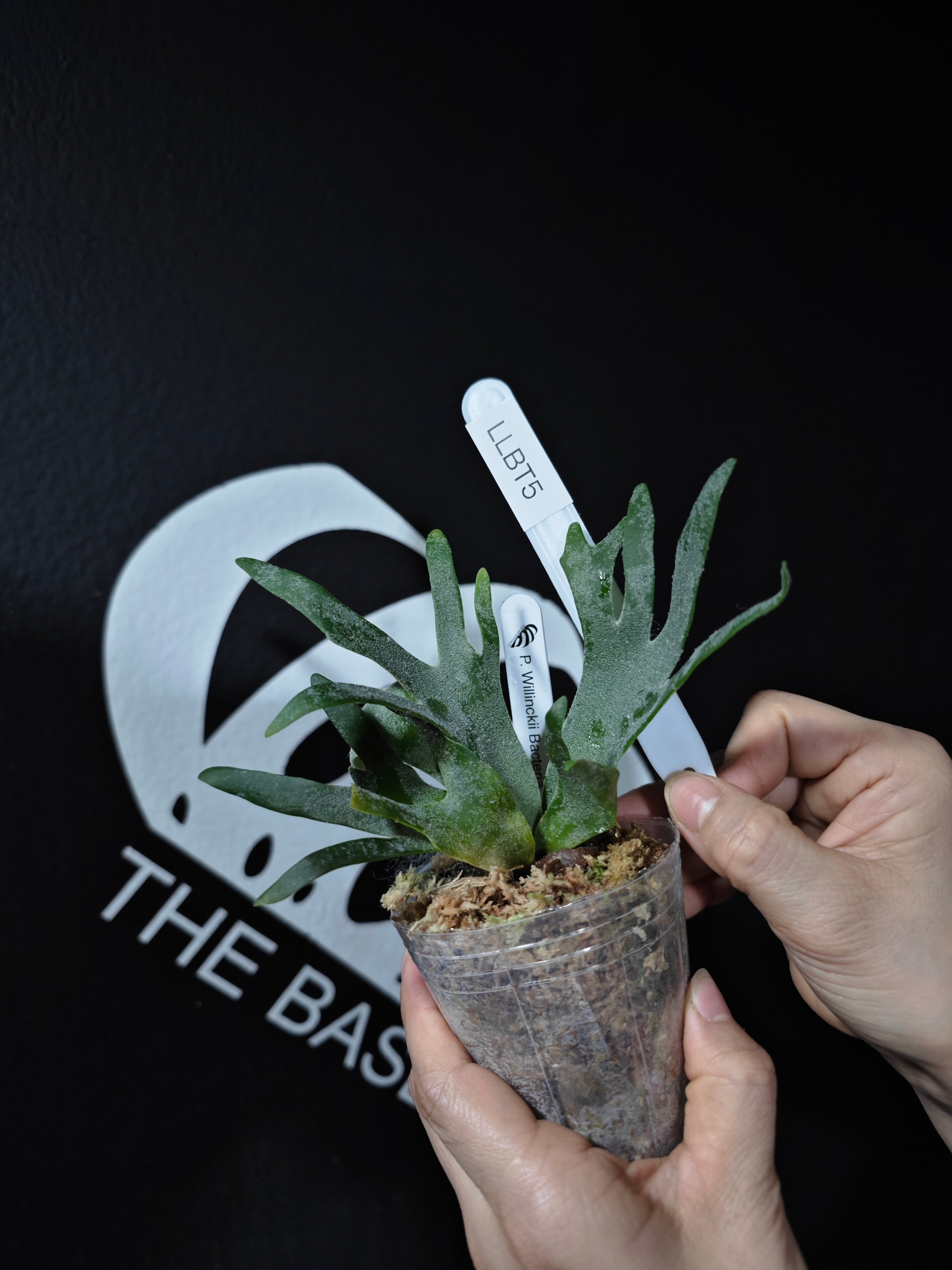 Platycerium Willinckii Dwarf “Bacteria” Sporeling - thebasements.com