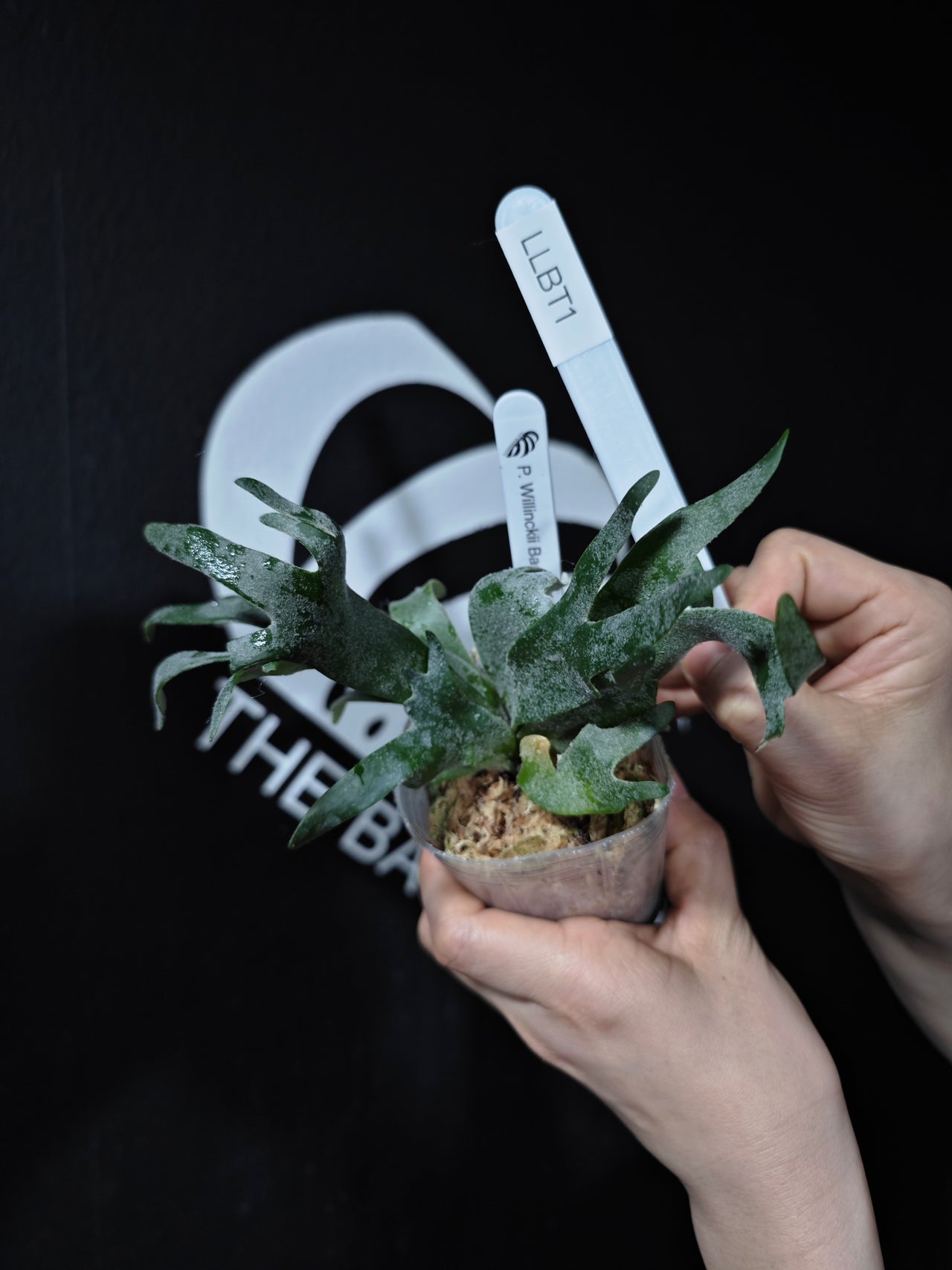 Platycerium Willinckii Dwarf “Bacteria” Sporeling - thebasements.com