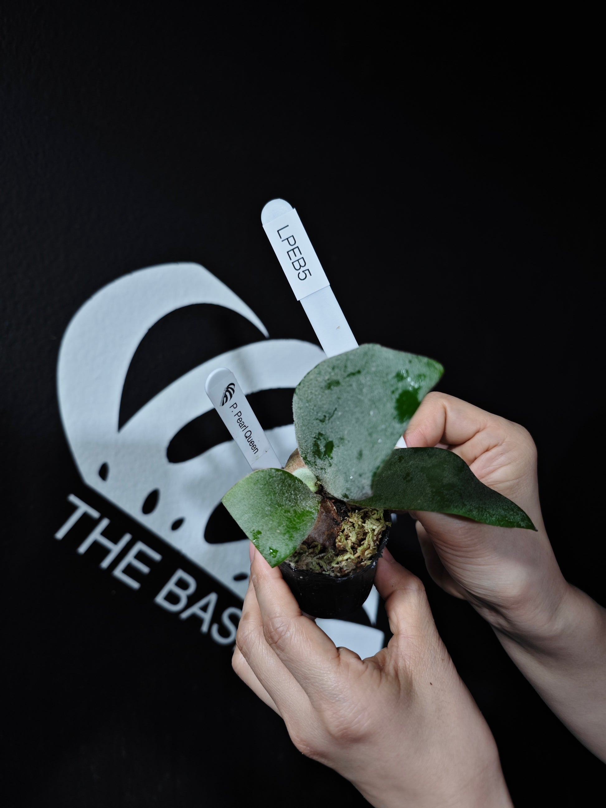 Platycerium Willinckii Pearl Queen Sporeling Selected - thebasements.com