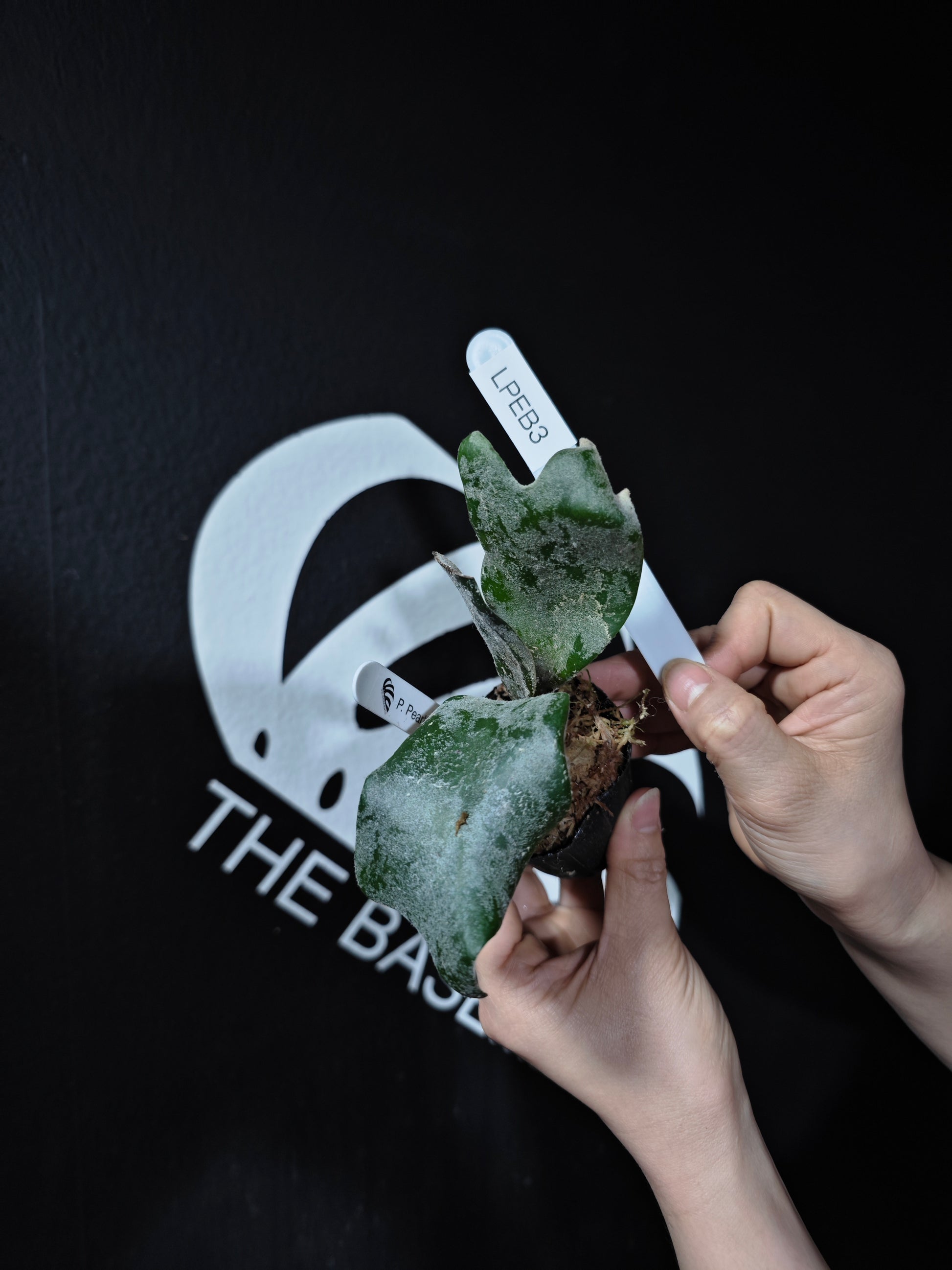 Platycerium Willinckii Pearl Queen Sporeling Selected - thebasements.com