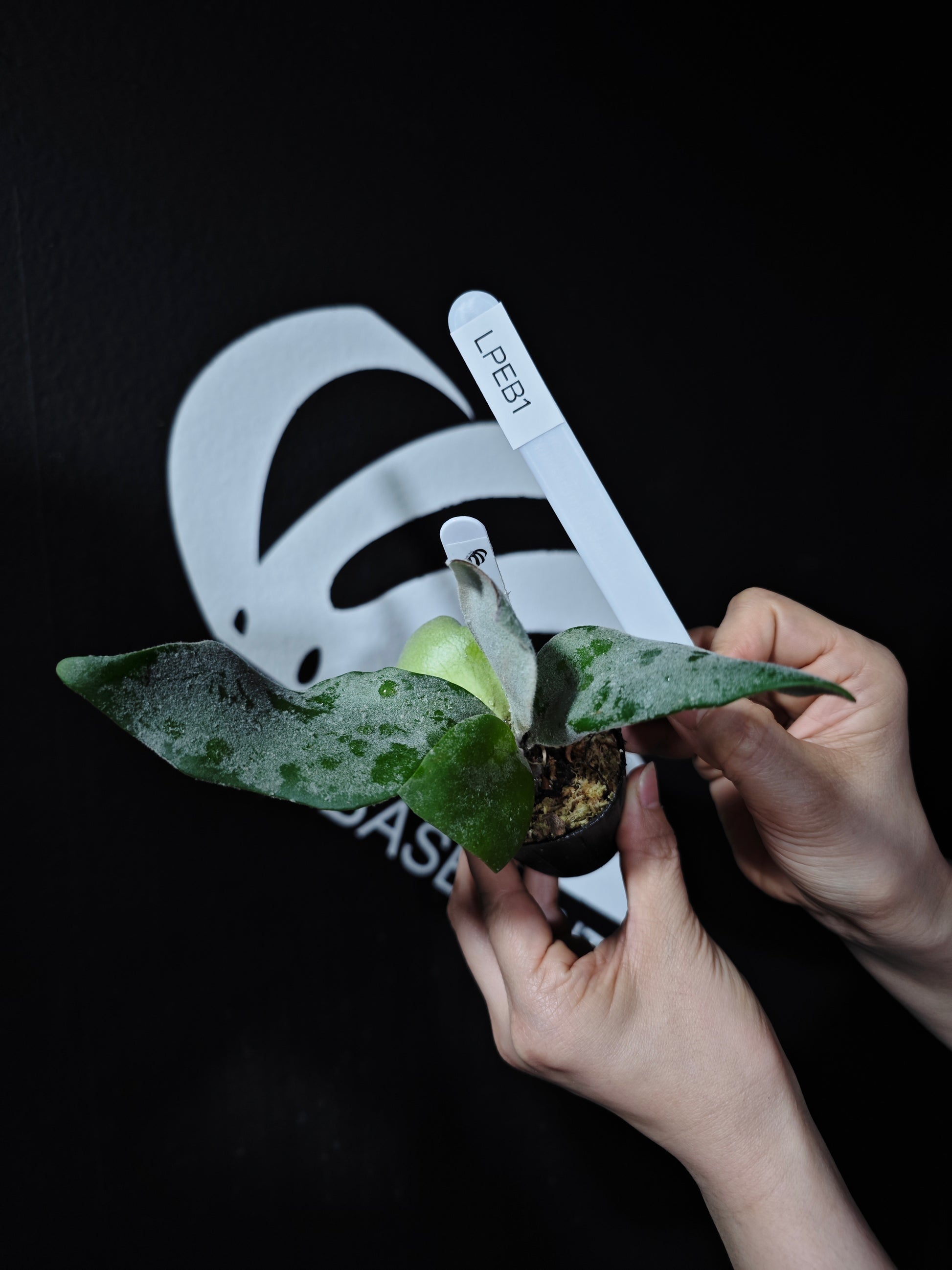 Platycerium Willinckii Pearl Queen Sporeling Selected - thebasements.com