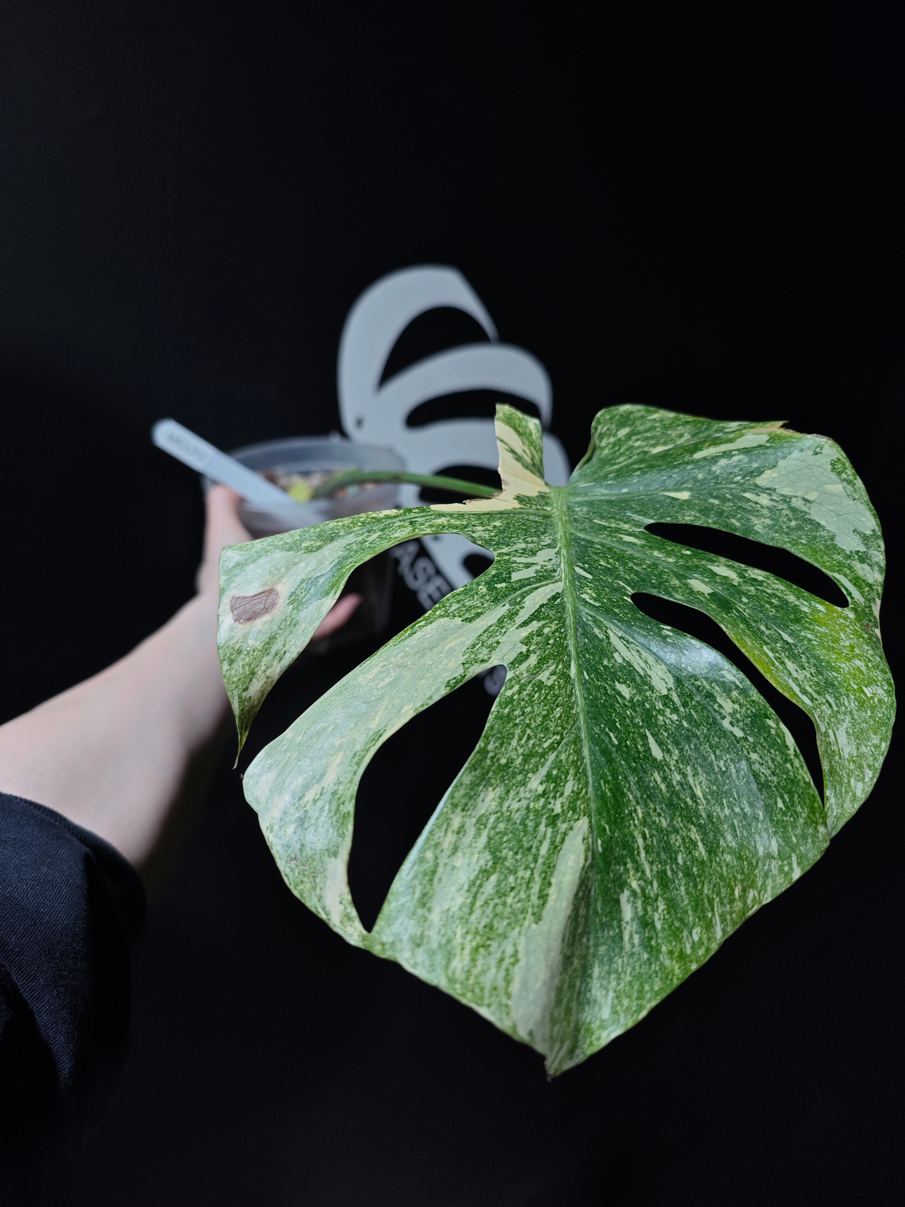 Monstera Legacy - thebasements.com