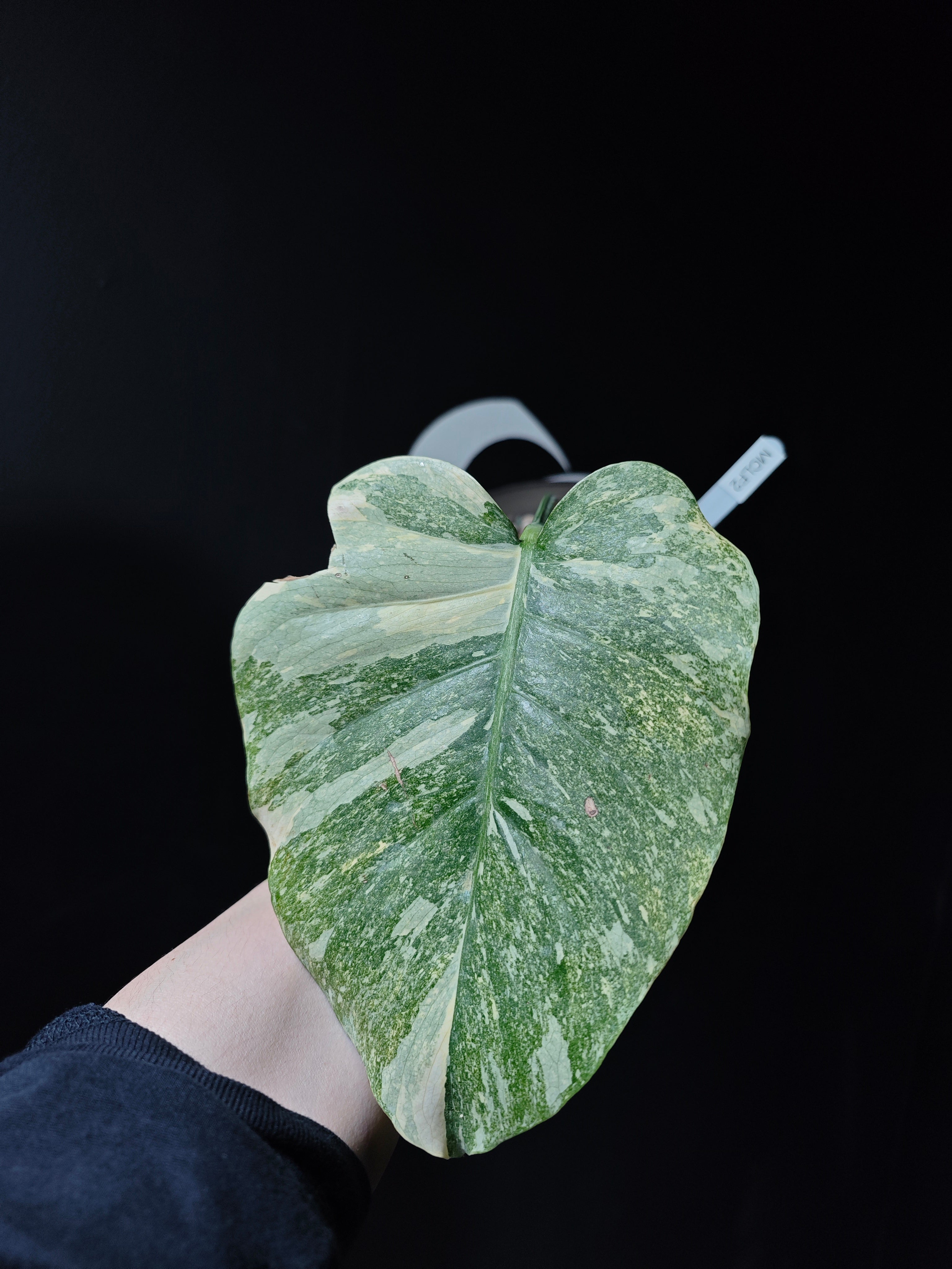 Monstera Legacy - thebasements.com