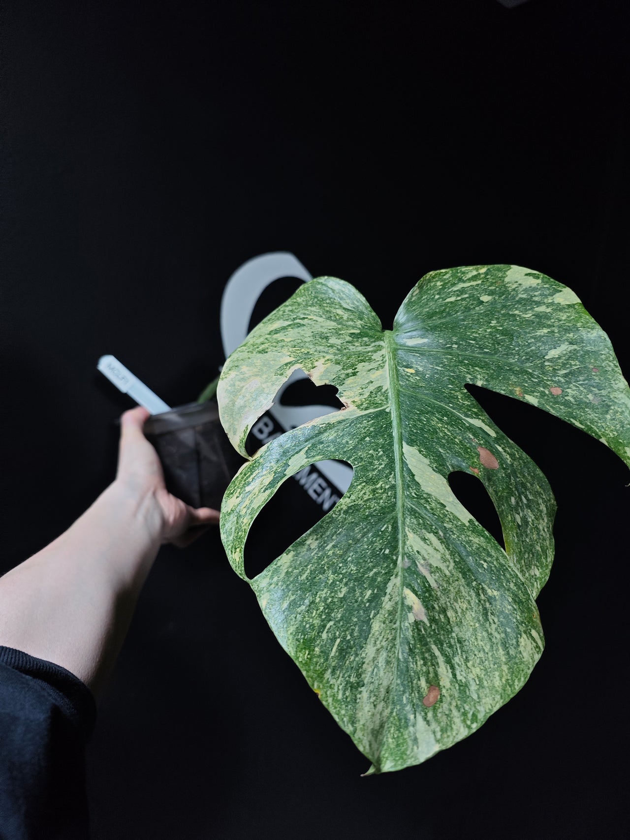 Monstera Legacy - thebasements.com