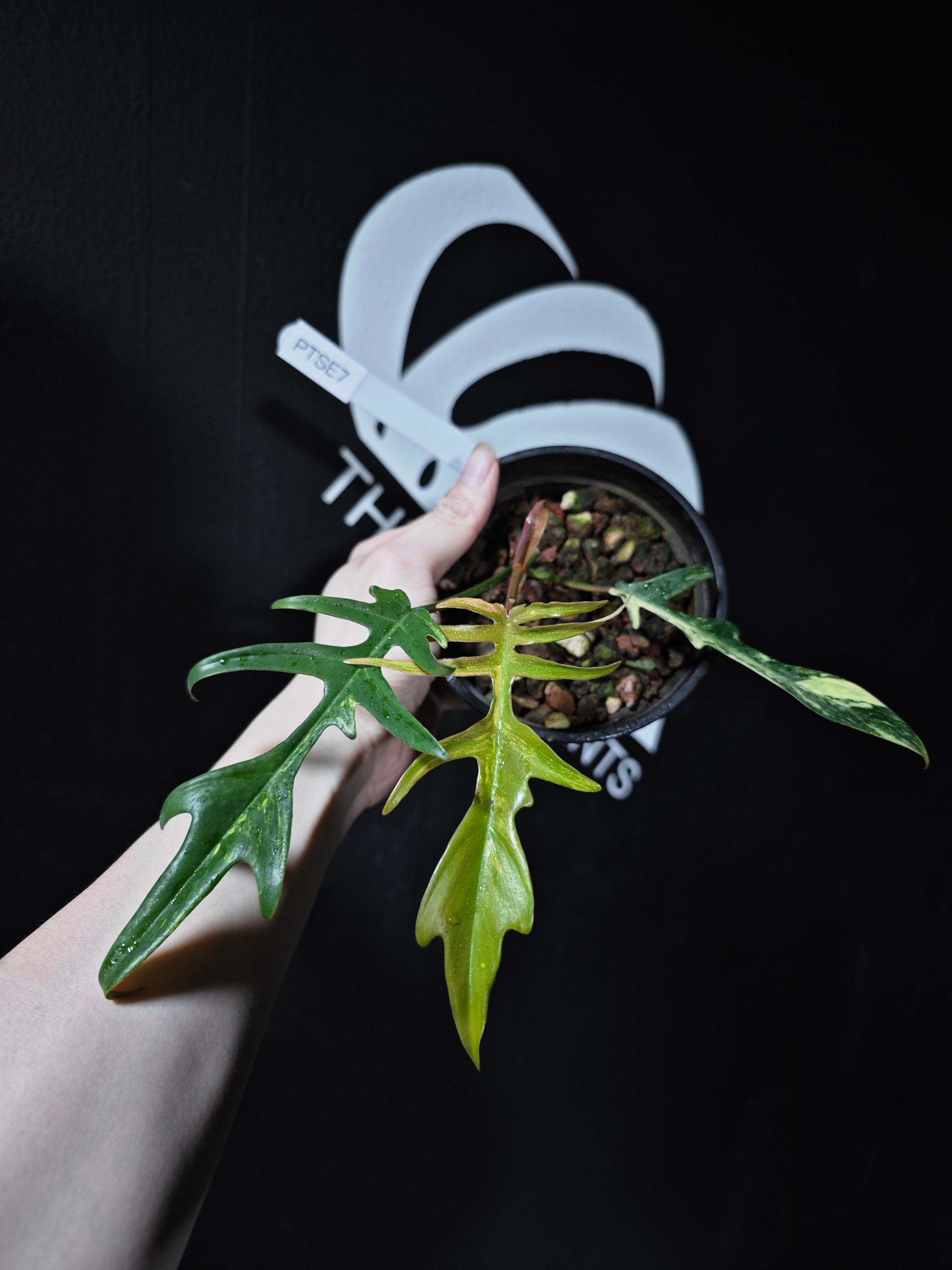 philodendron florida beauty x tortum Philodendron Florida Beauty x Tortum Variegated