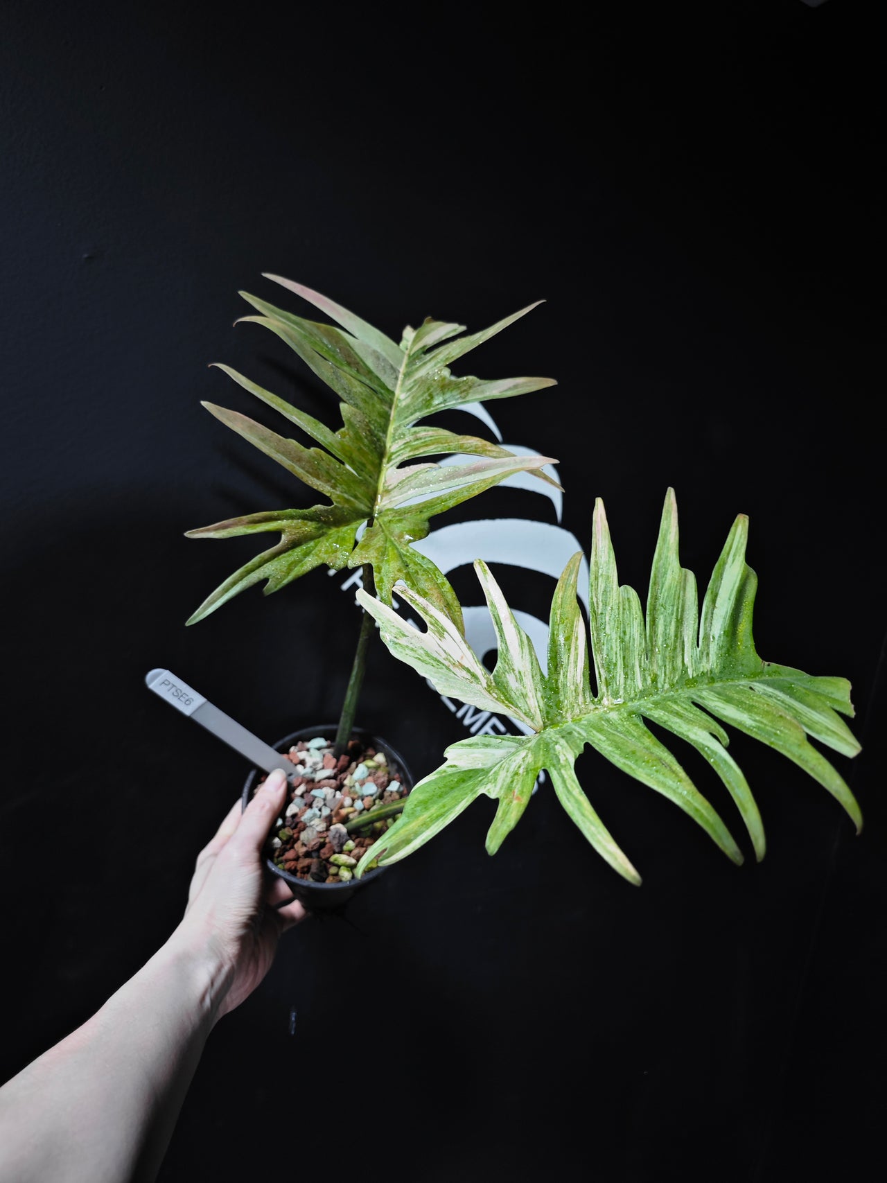 Philodendron Florida Beauty x Tortum Variegated - thebasements.com