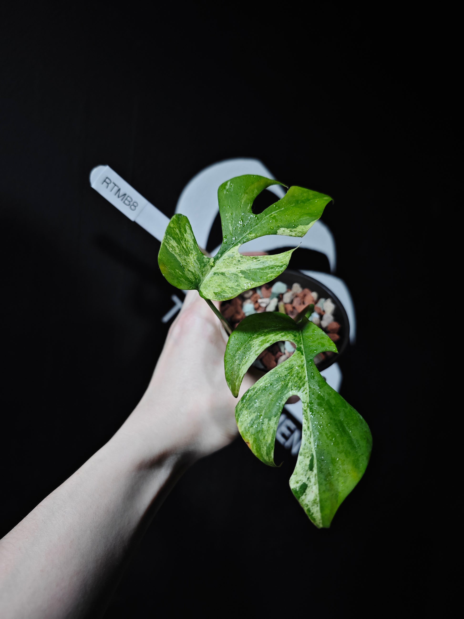 Rhaphidophora Tetrasperma migma Variegated - thebasements.com