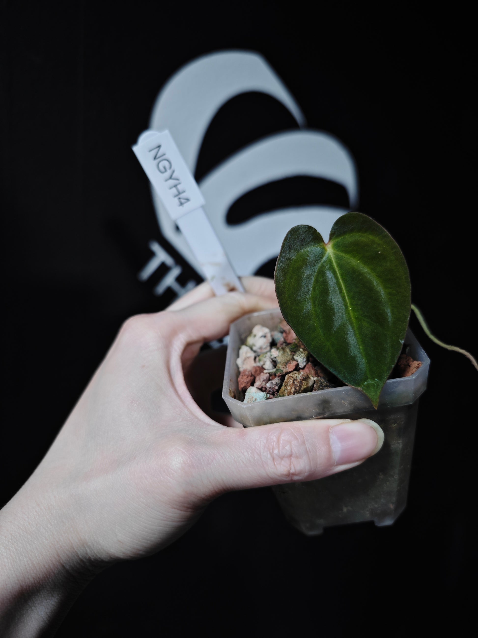 Anthurium Papilliaminum Variegated X Papilliaminum Guna Yala Seeding - thebasements.com
