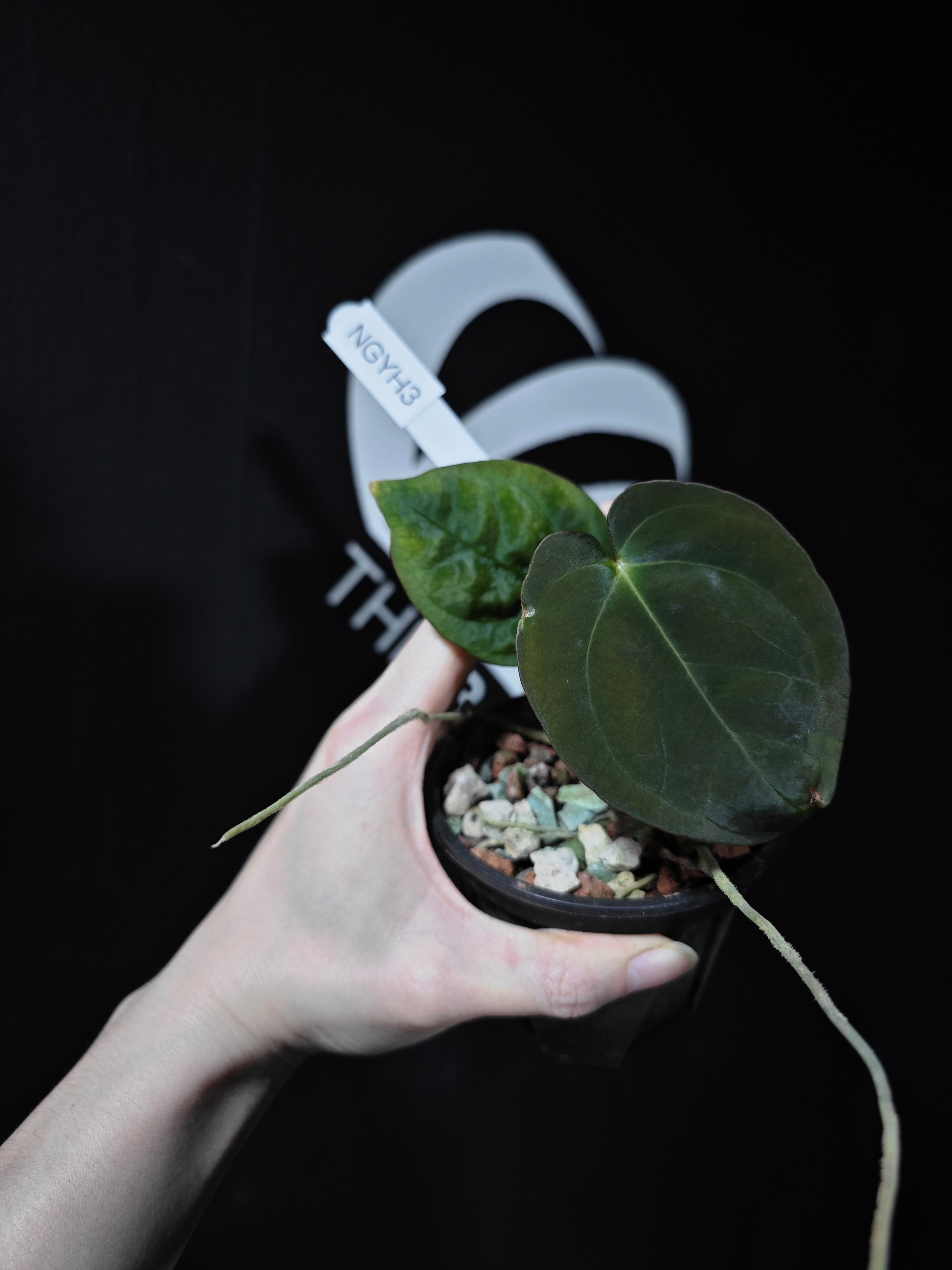 Anthurium Papilliaminum Variegated X Papilliaminum Guna Yala