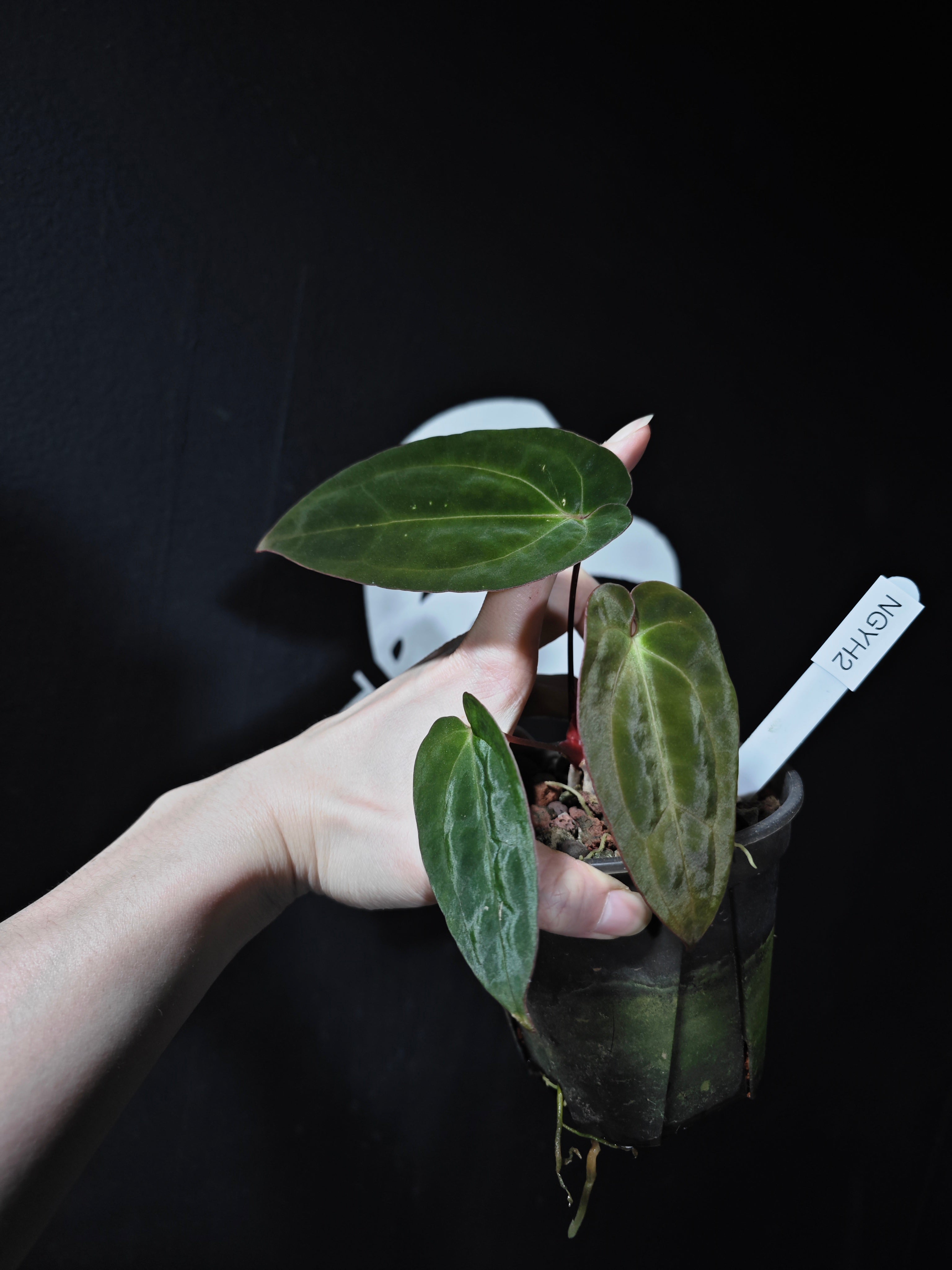 Anthurium Papilliaminum Variegated X Papilliaminum Guna Yala
