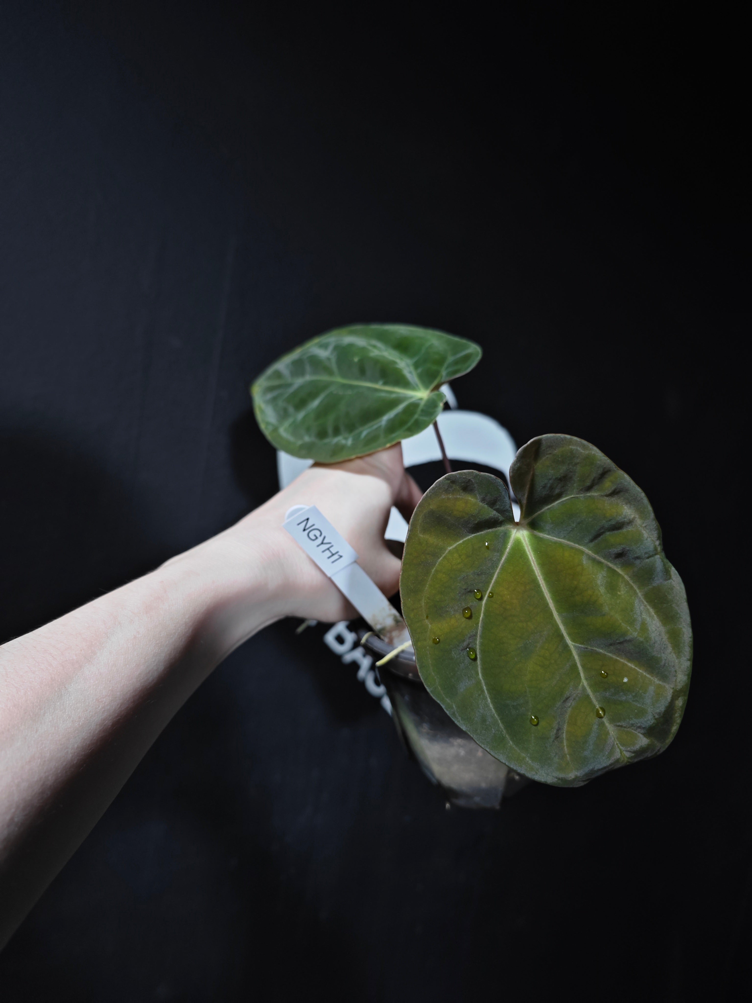 A. Papi Guna Yala × Ralph Lynam S1 Anthurium papillilaminum Care