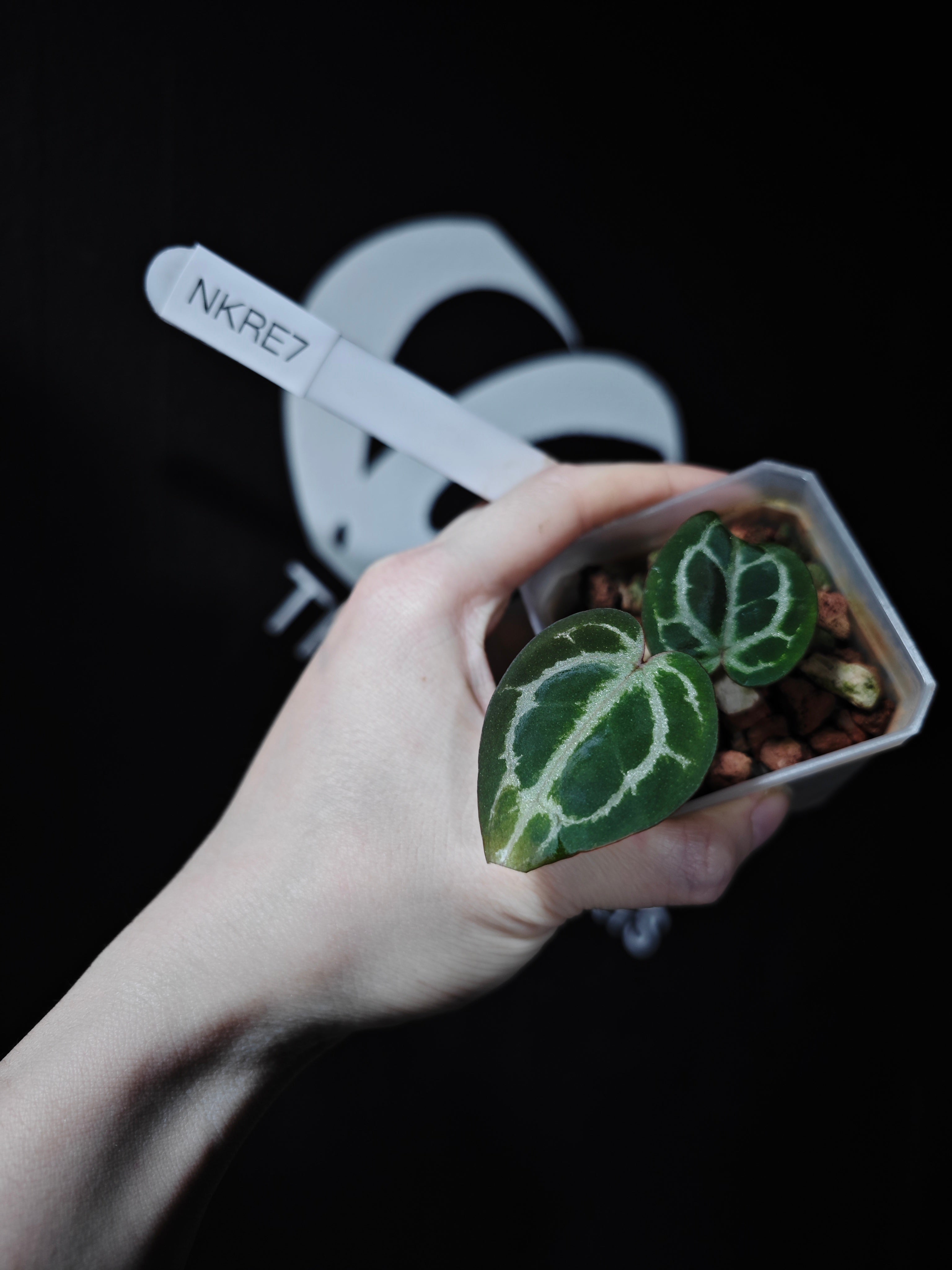 Anthurium King of Spades X Red Crystallinum S1 Seedling