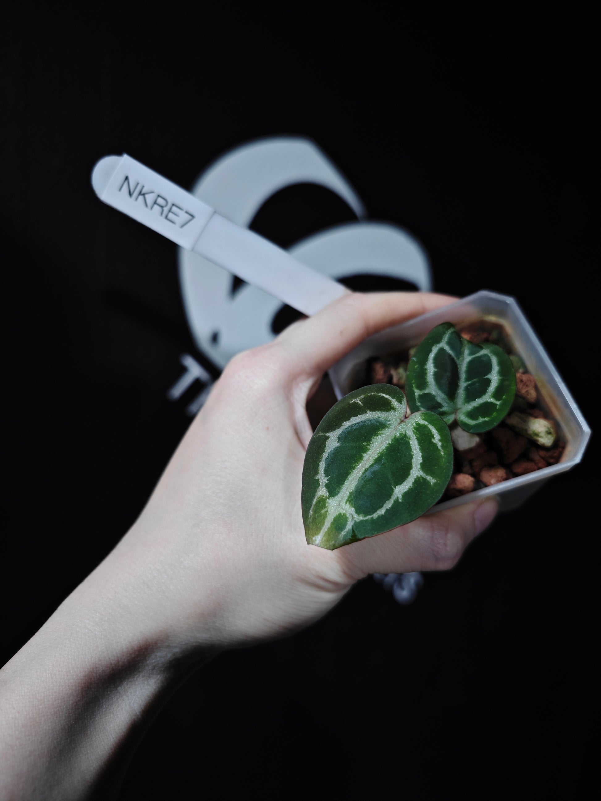 Anthurium King of Spades X Red Crystallinum S1 Seedling - thebasements.com