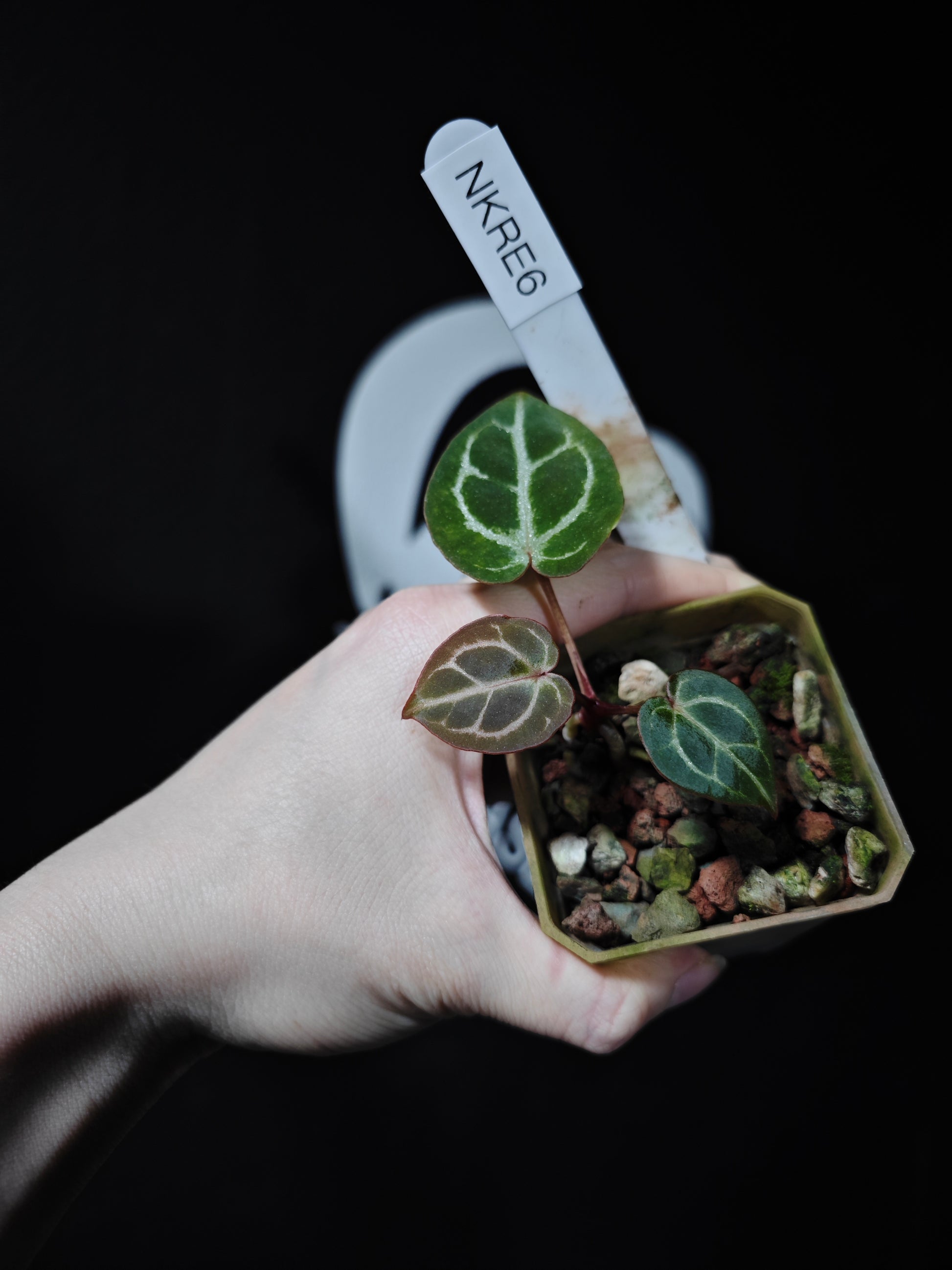 Anthurium King of Spades X Red Crystallinum S1 Seedling - thebasements.com