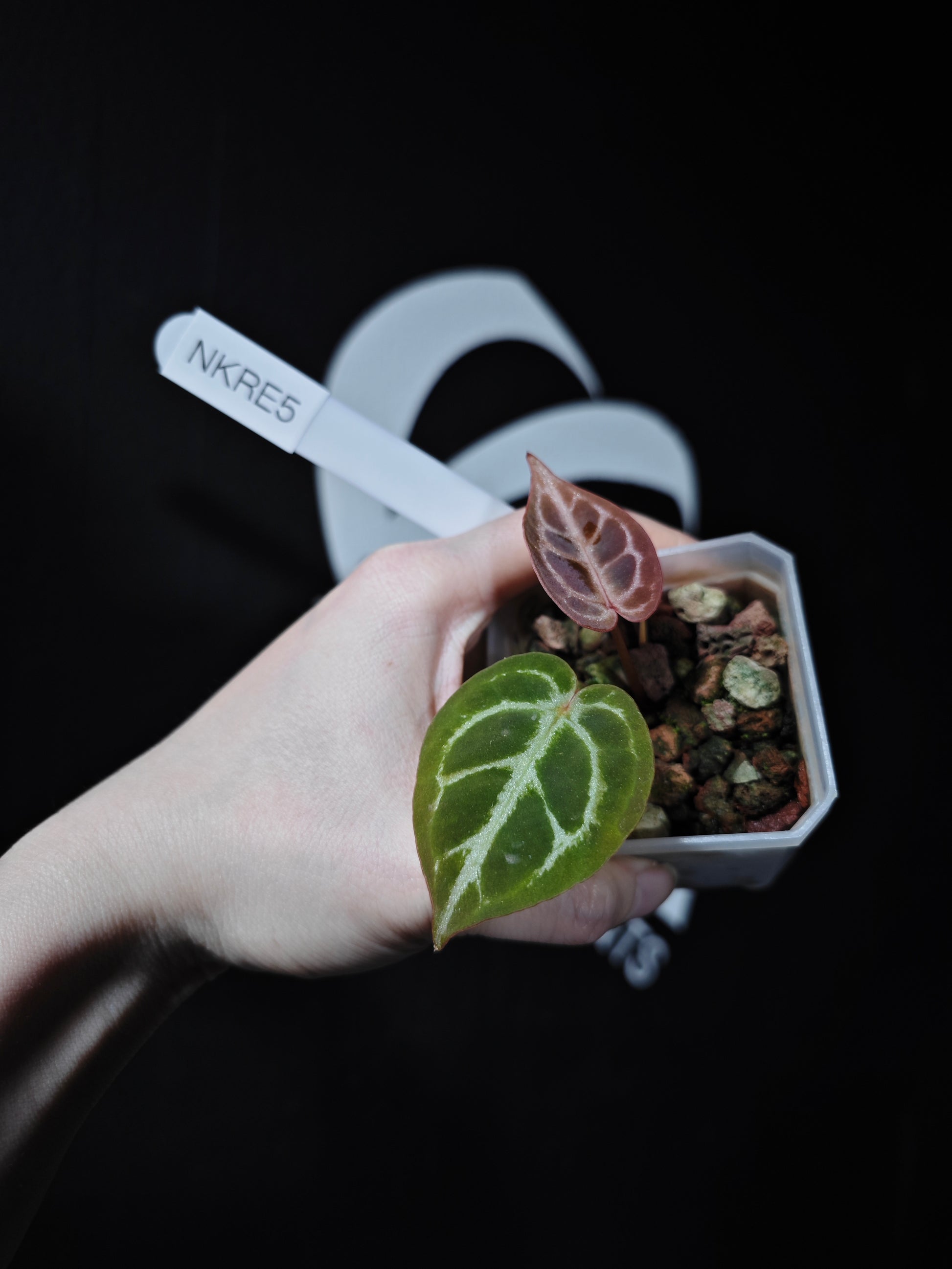 Anthurium King of Spades X Red Crystallinum S1 Seedling - thebasements.com