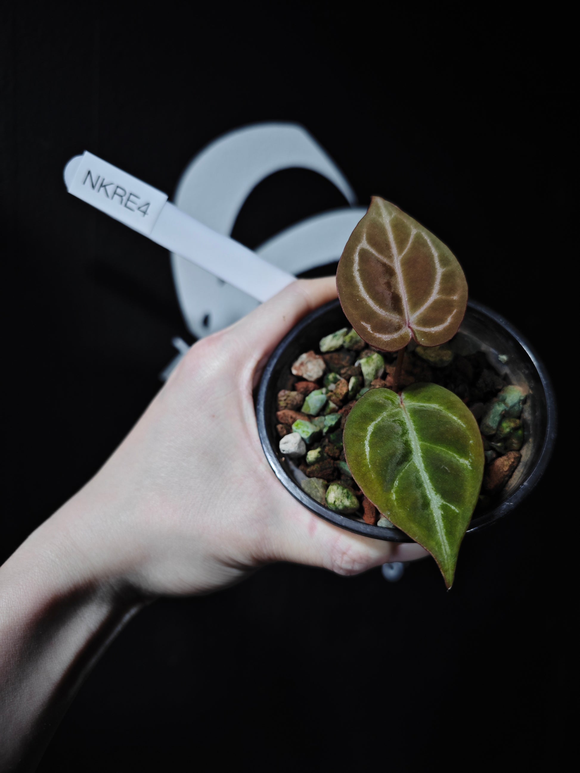 Anthurium King of Spades X Red Crystallinum S1 Seedling - thebasements.com