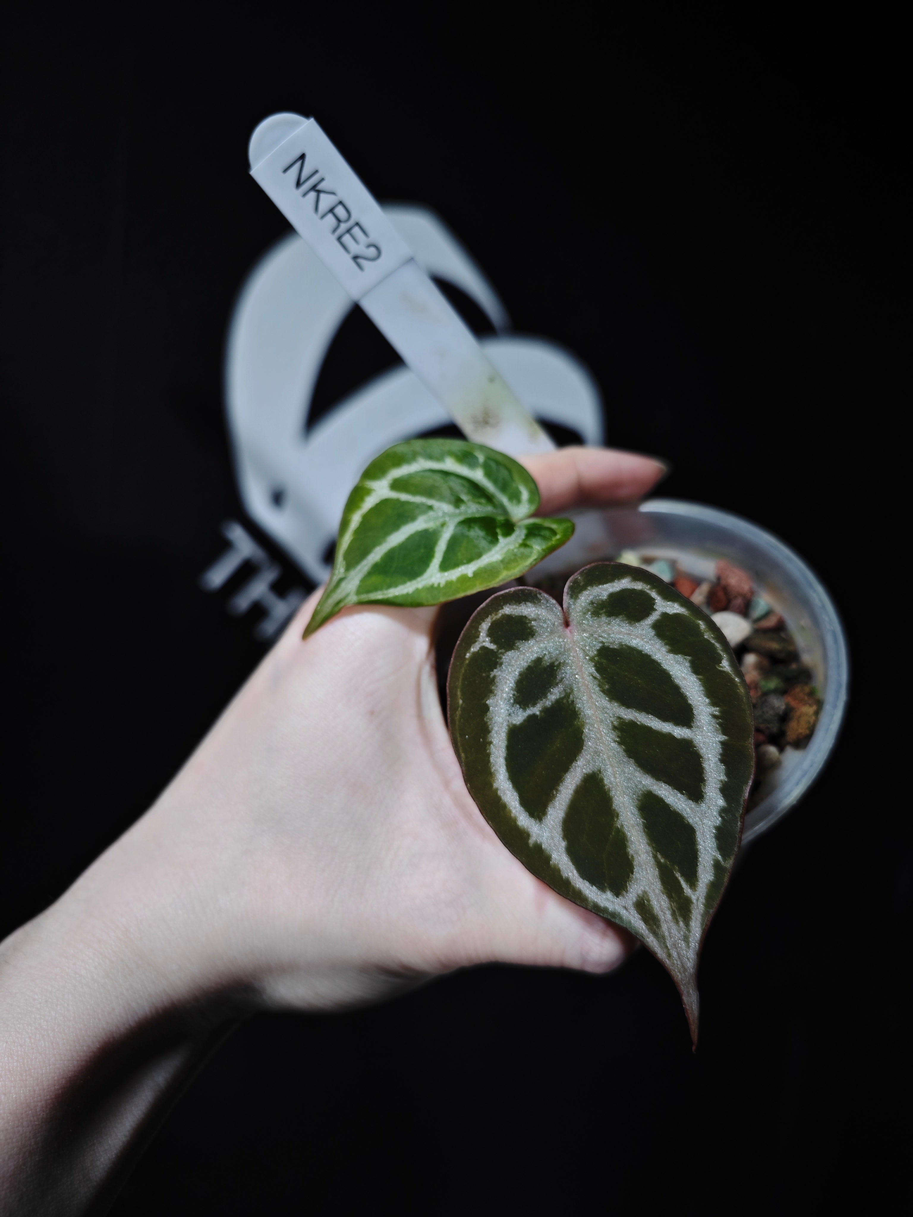 Anthurium King of Spades X Red Crystallinum S1 Seedling