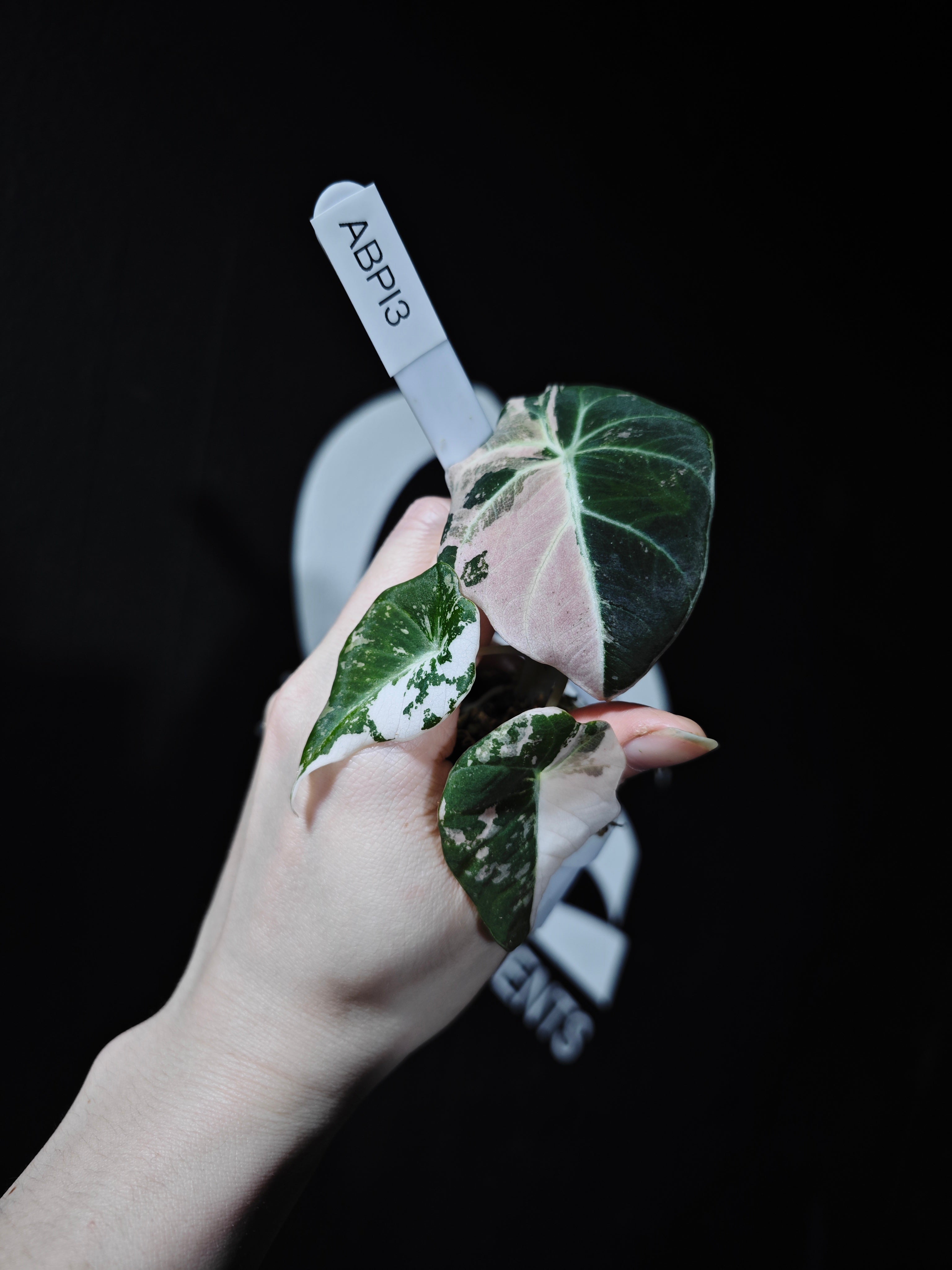 Alocasia Black Velvet Ablo Pink Variegation - thebasements.com