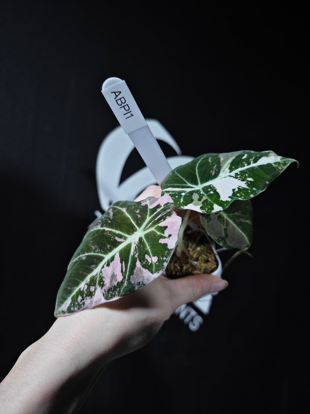Alocasia Black Velvet Ablo Pink Variegation - thebasements.us