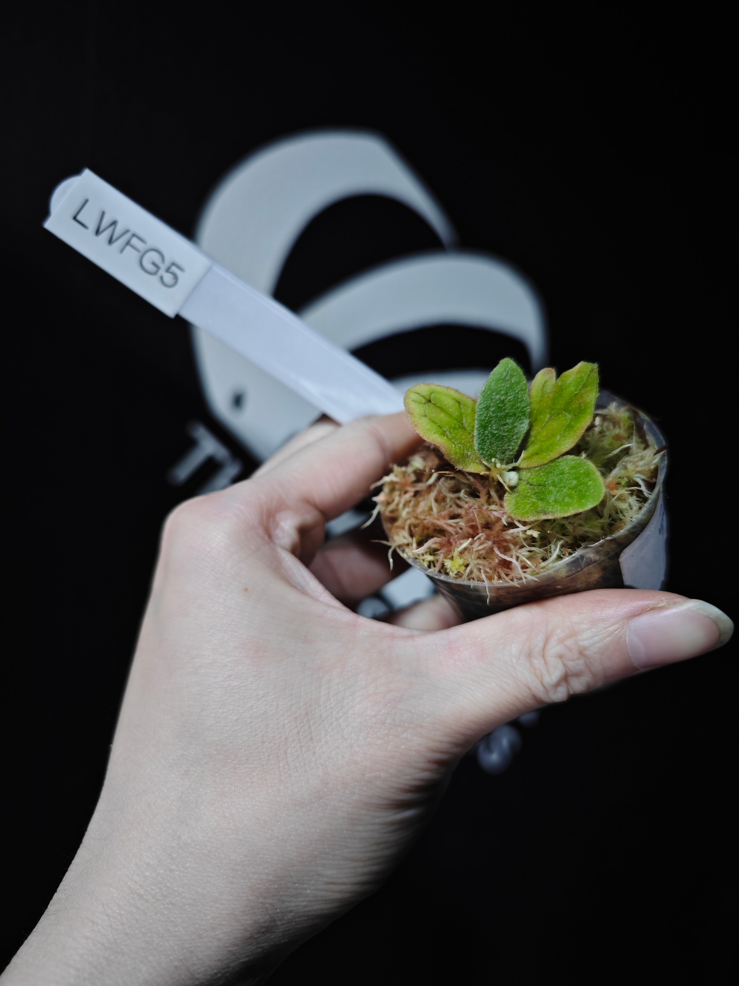 Platycerium Willinckii 