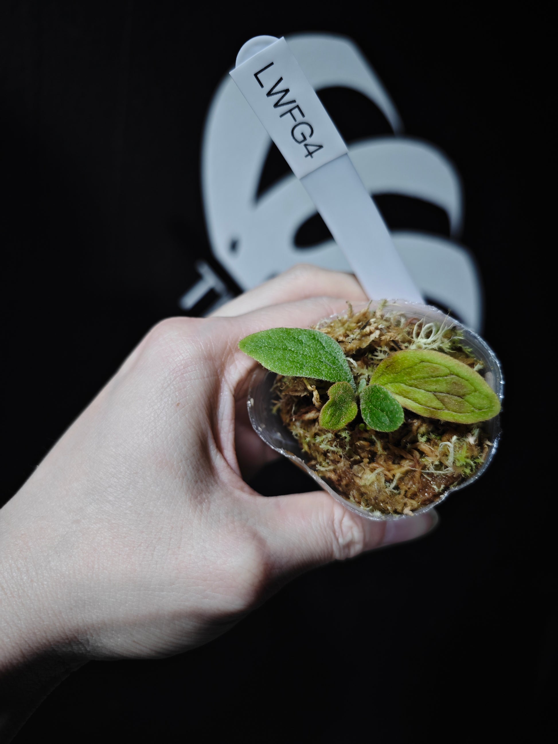 Platycerium Willinckii "Fishbone" Dwarf - thebasements.com