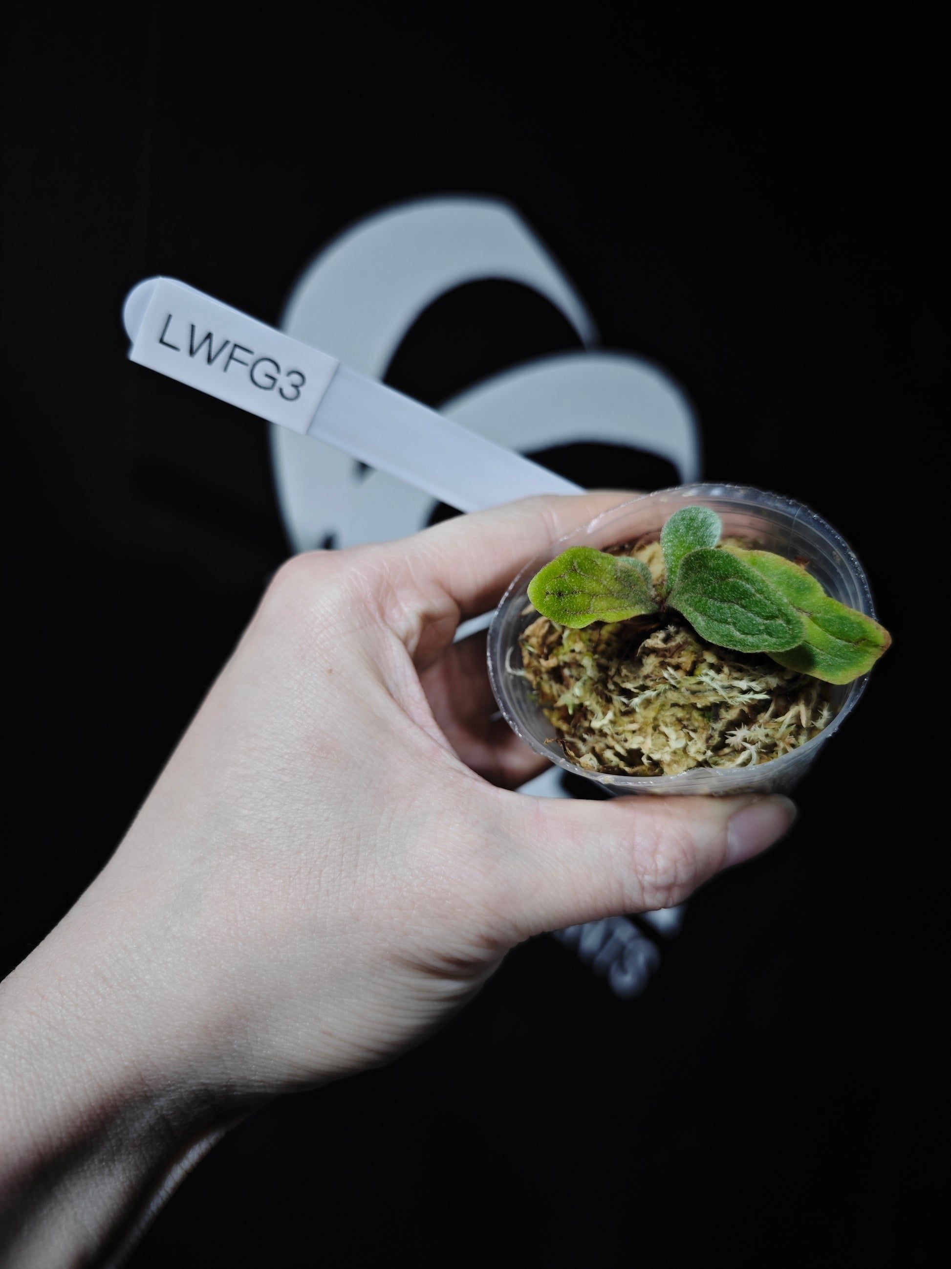 Platycerium Willinckii "Fishbone" Dwarf - thebasements.com