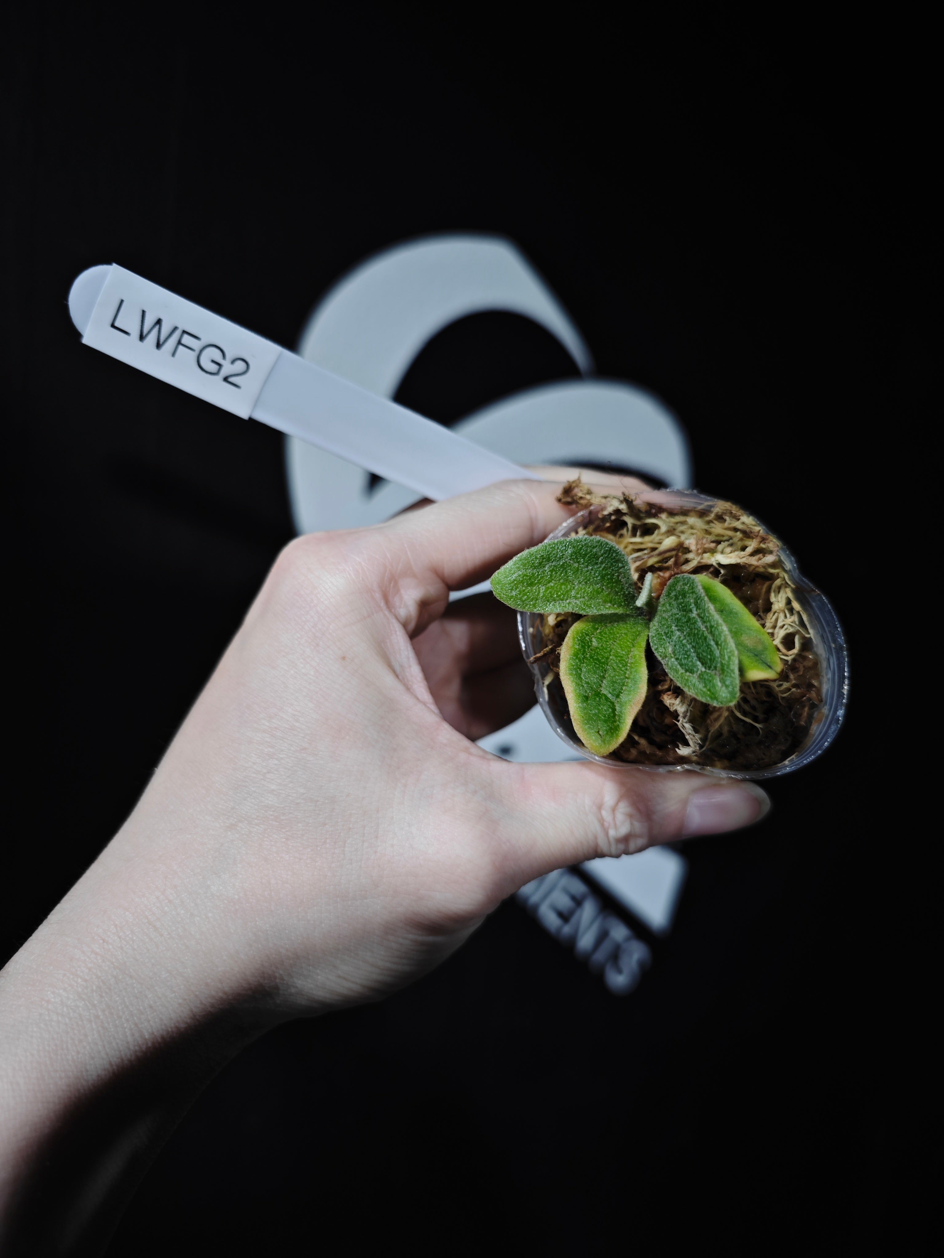 Platycerium Willinckii 