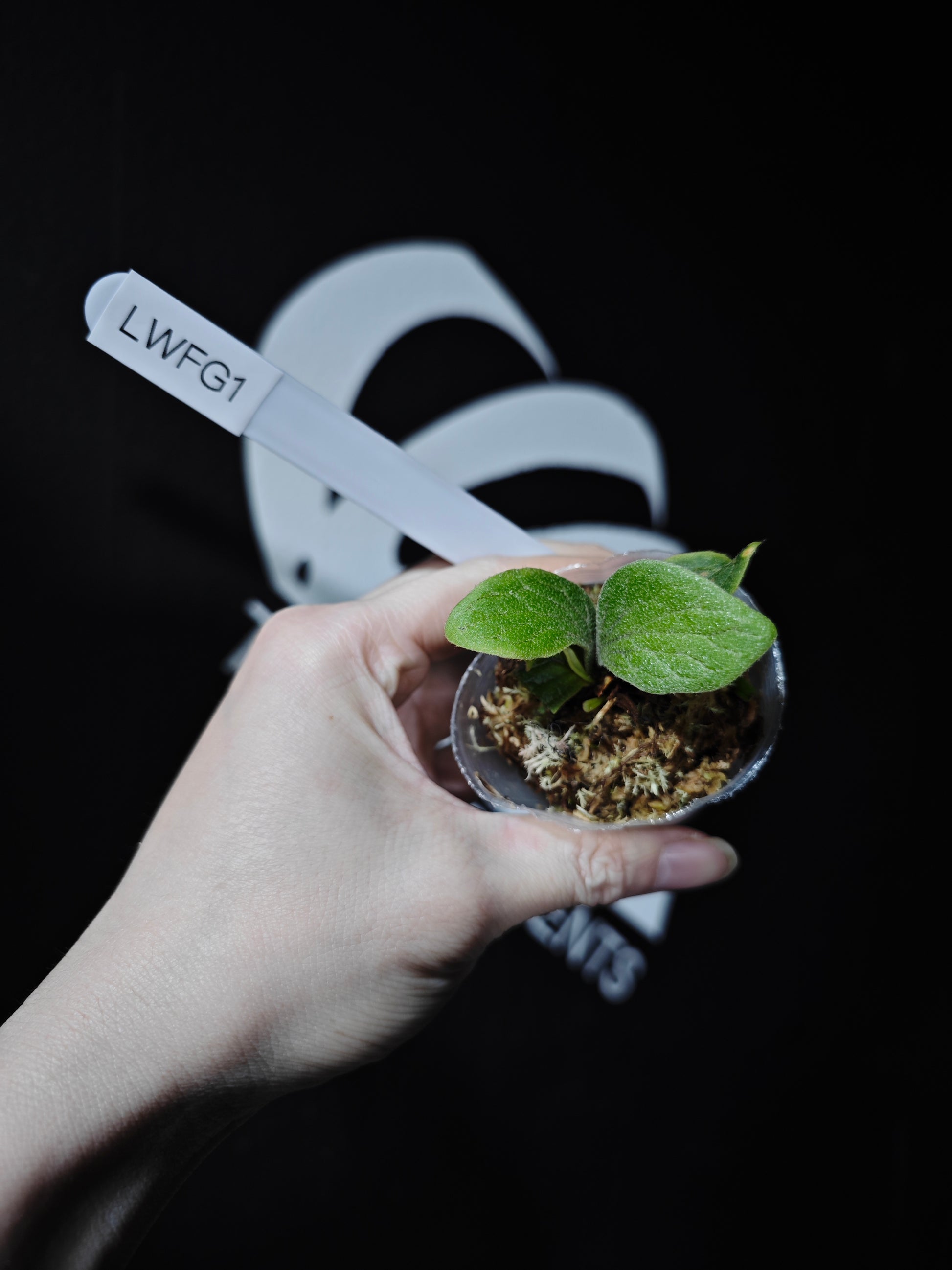 Platycerium Willinckii "Fishbone" Dwarf - thebasements.com