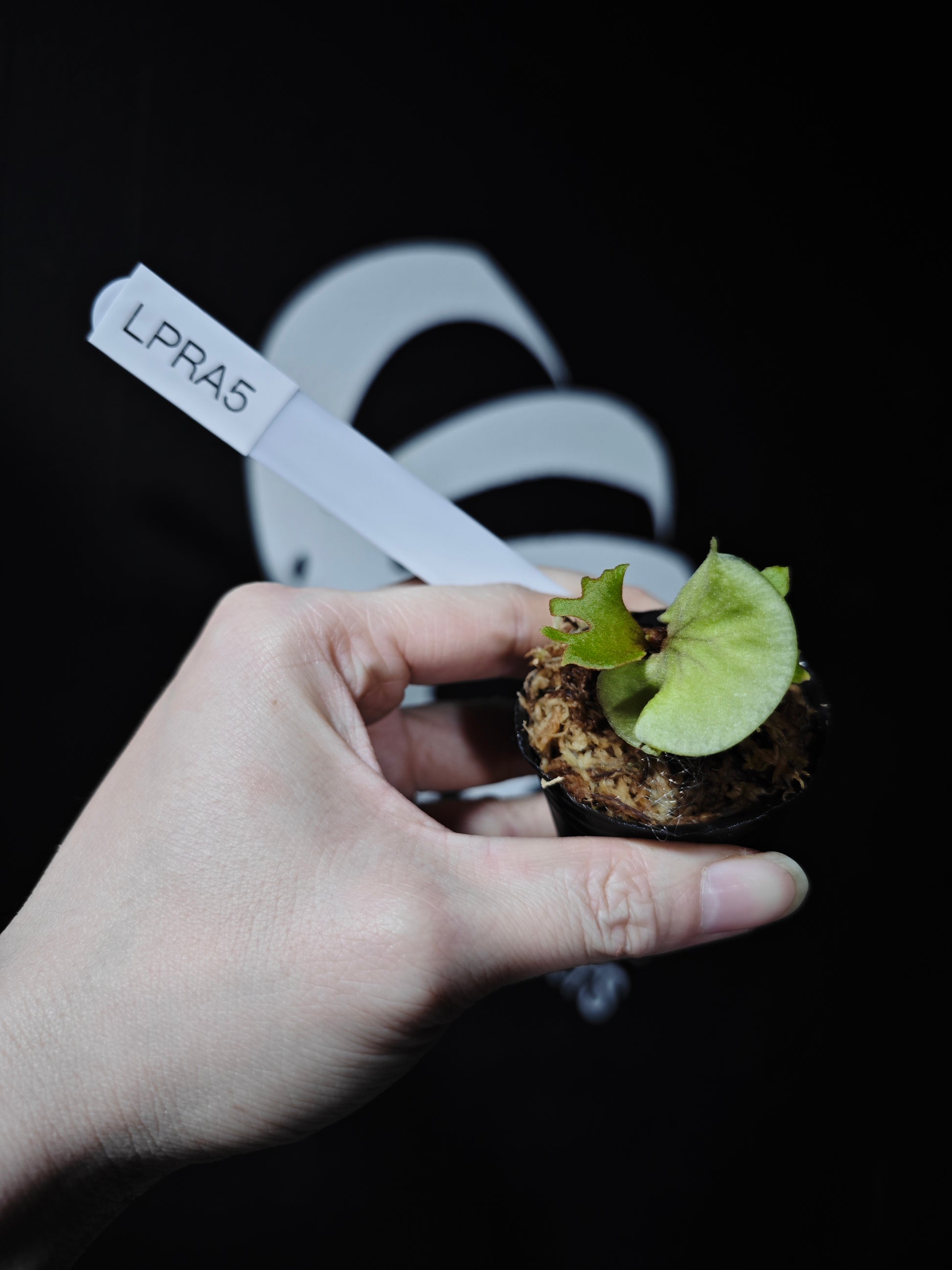 Platycerium Ridleyi Dwarf - thebasements.com