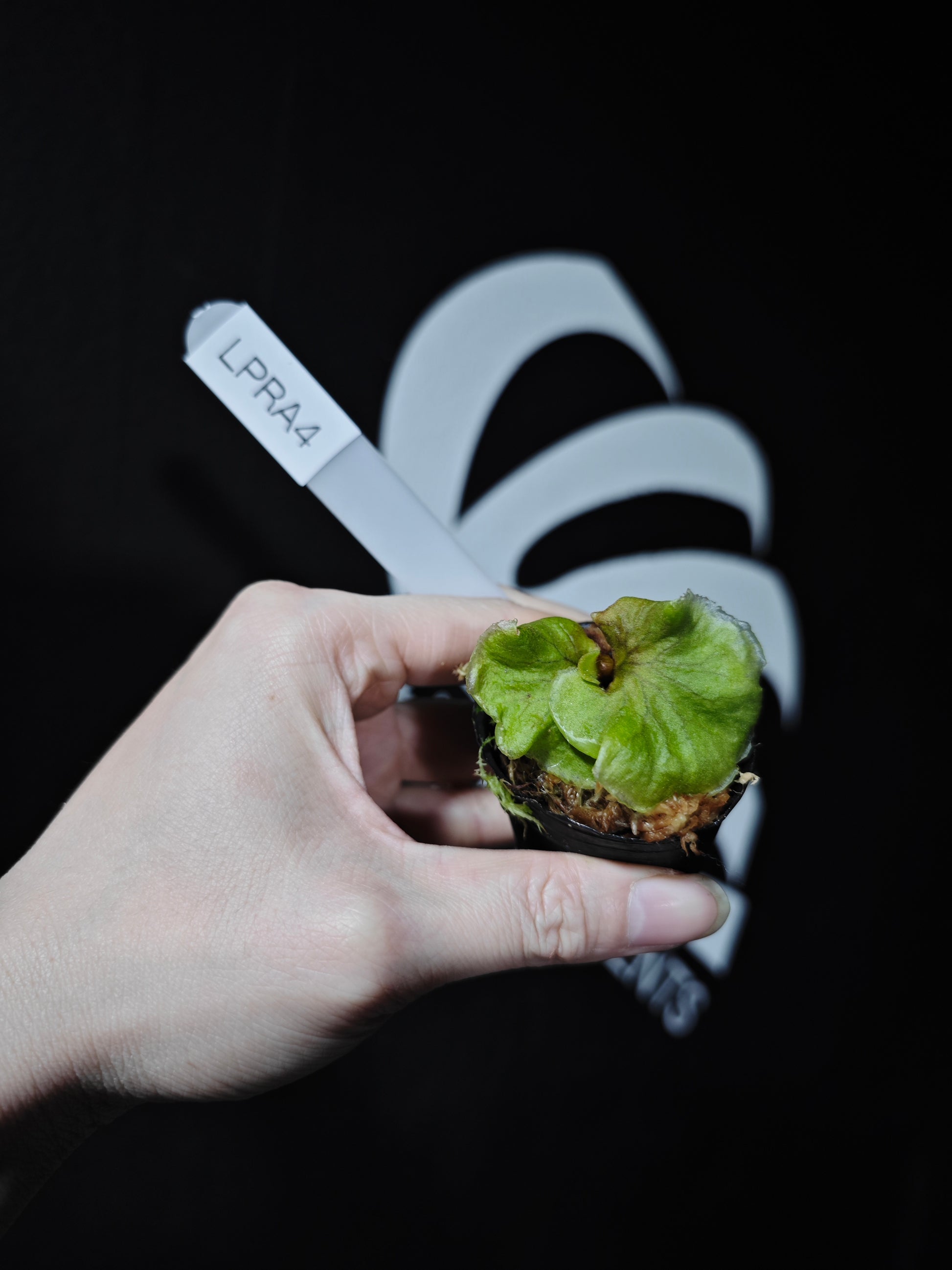 Platycerium Ridleyi Dwarf - thebasements.com