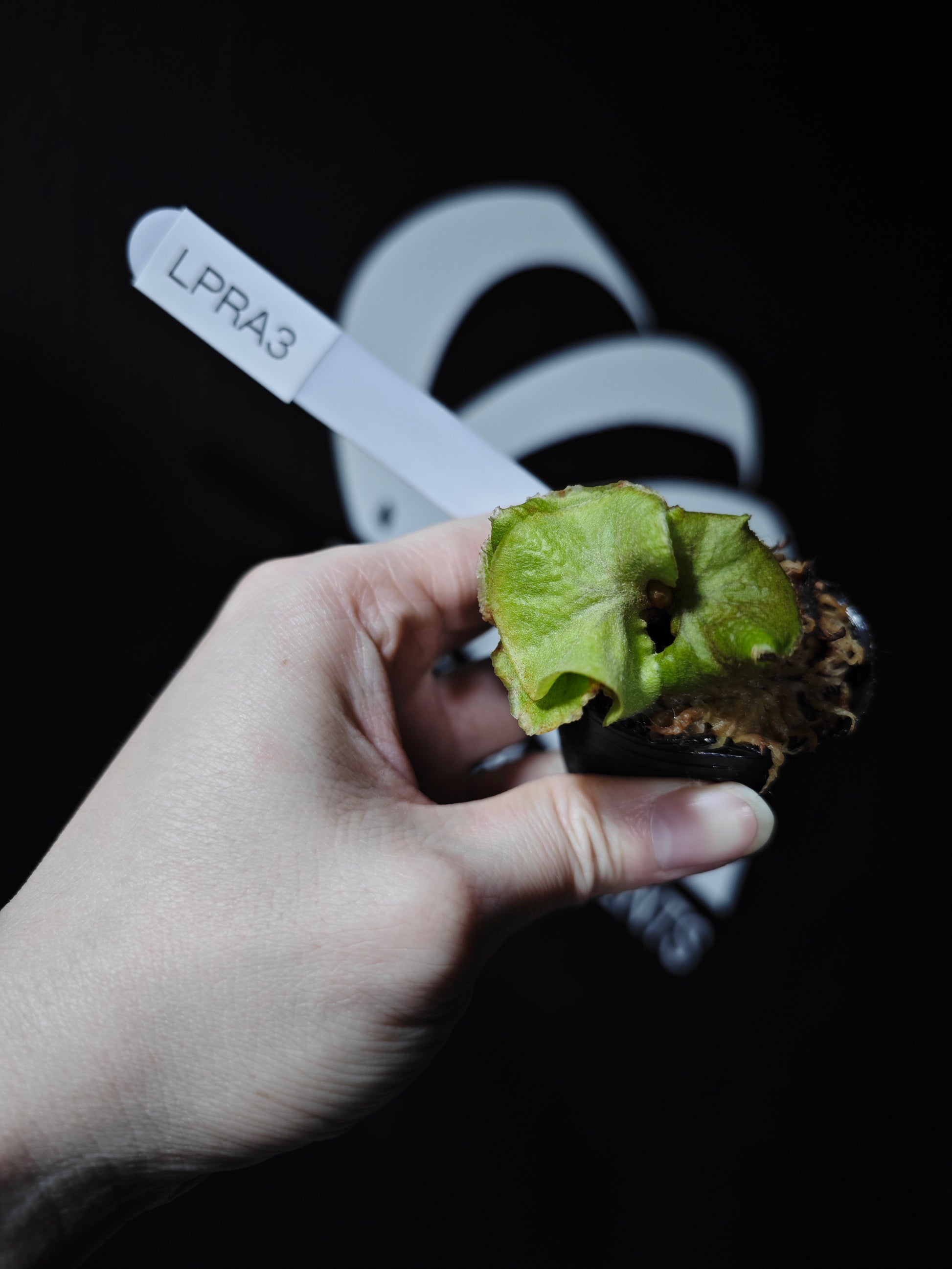 Platycerium Ridleyi Dwarf - thebasements.com